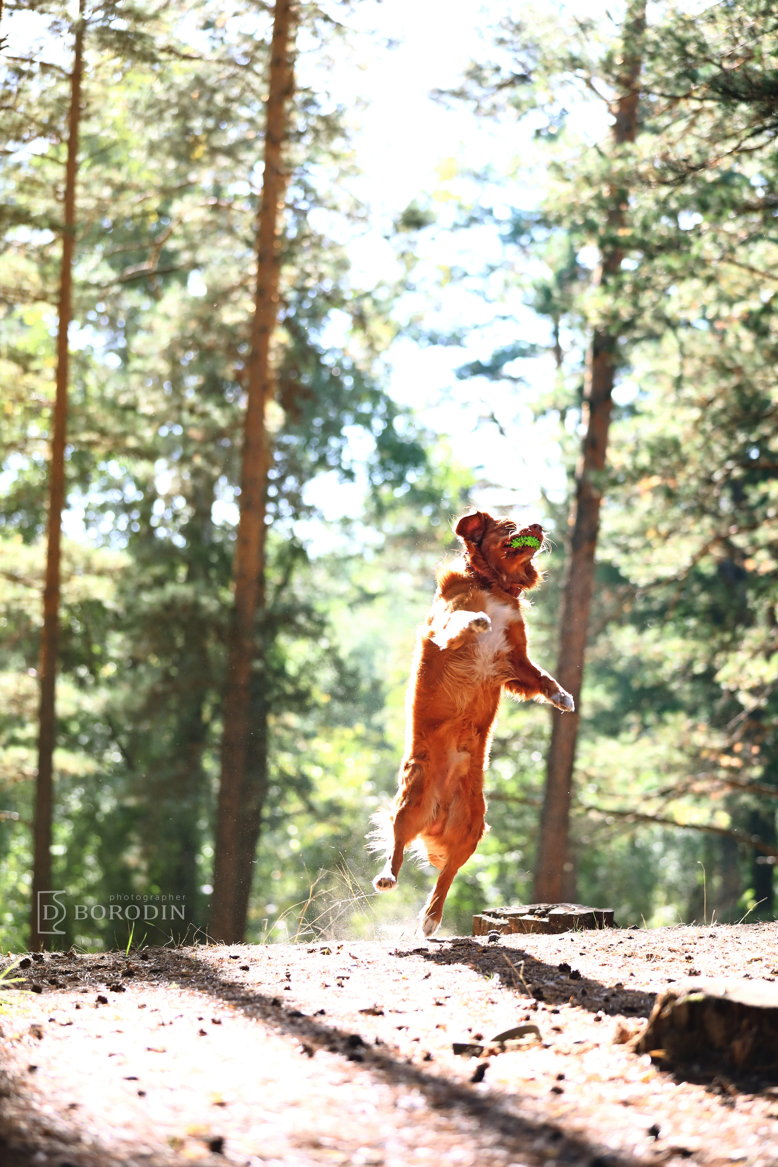 Индивидуальные фотосессии / Толлер. Фотограф Дмитрий Бородин
