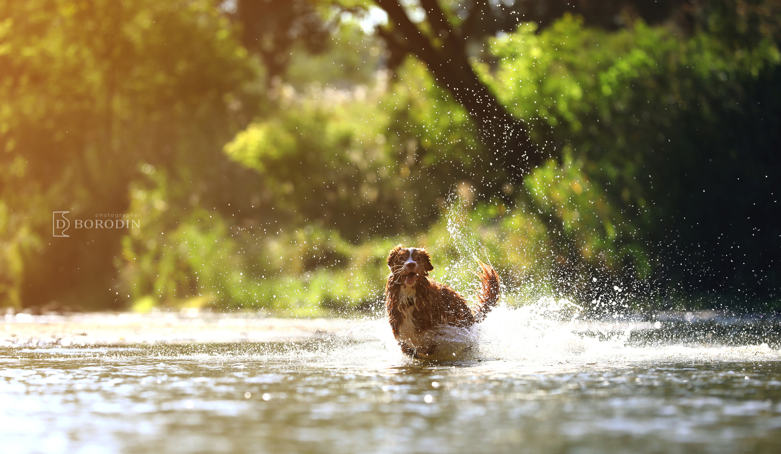 Индивидуальные фотосессии / Толлер. Фотограф Дмитрий Бородин