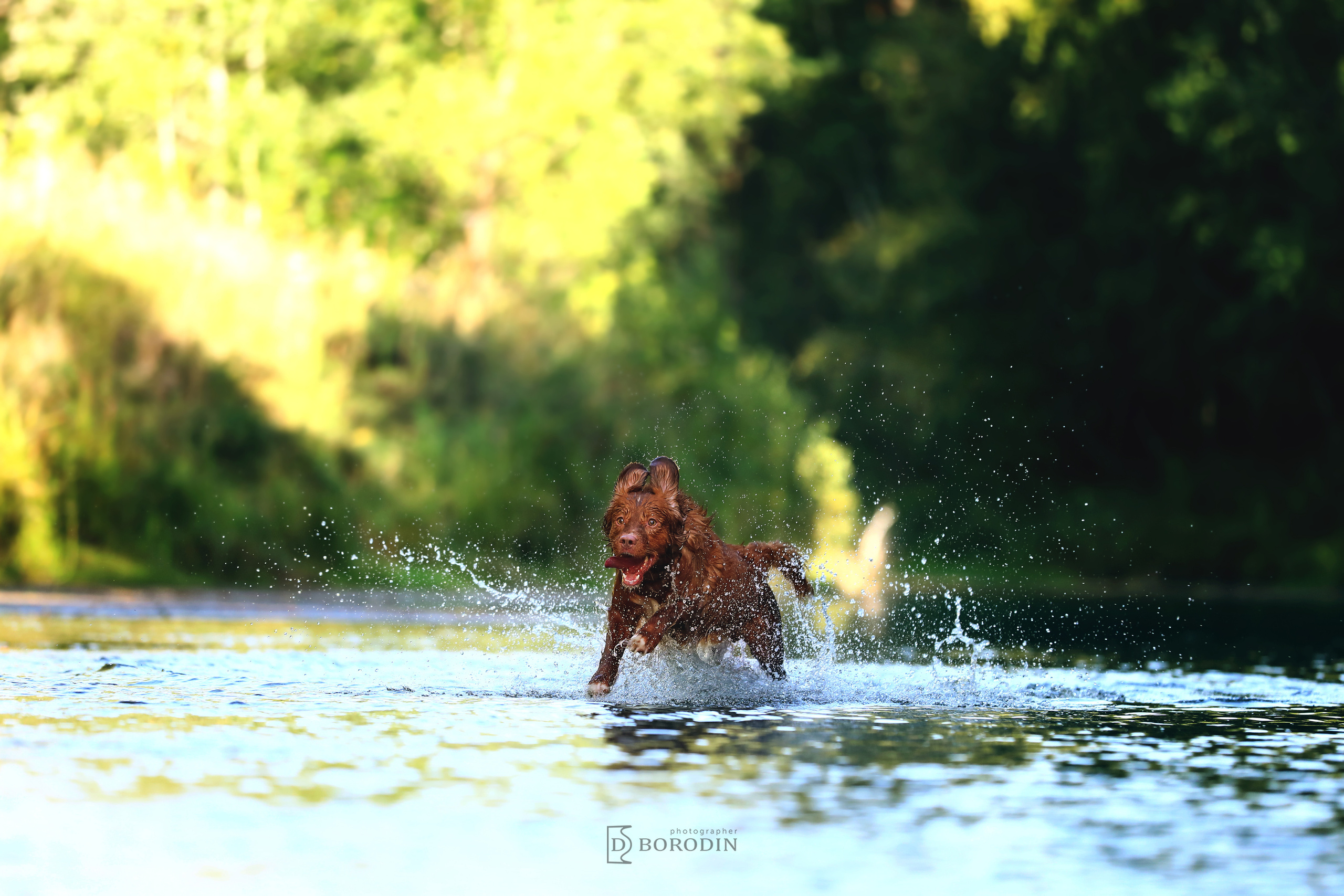 Индивидуальные фотосессии / Толлер. Фотограф Дмитрий Бородин