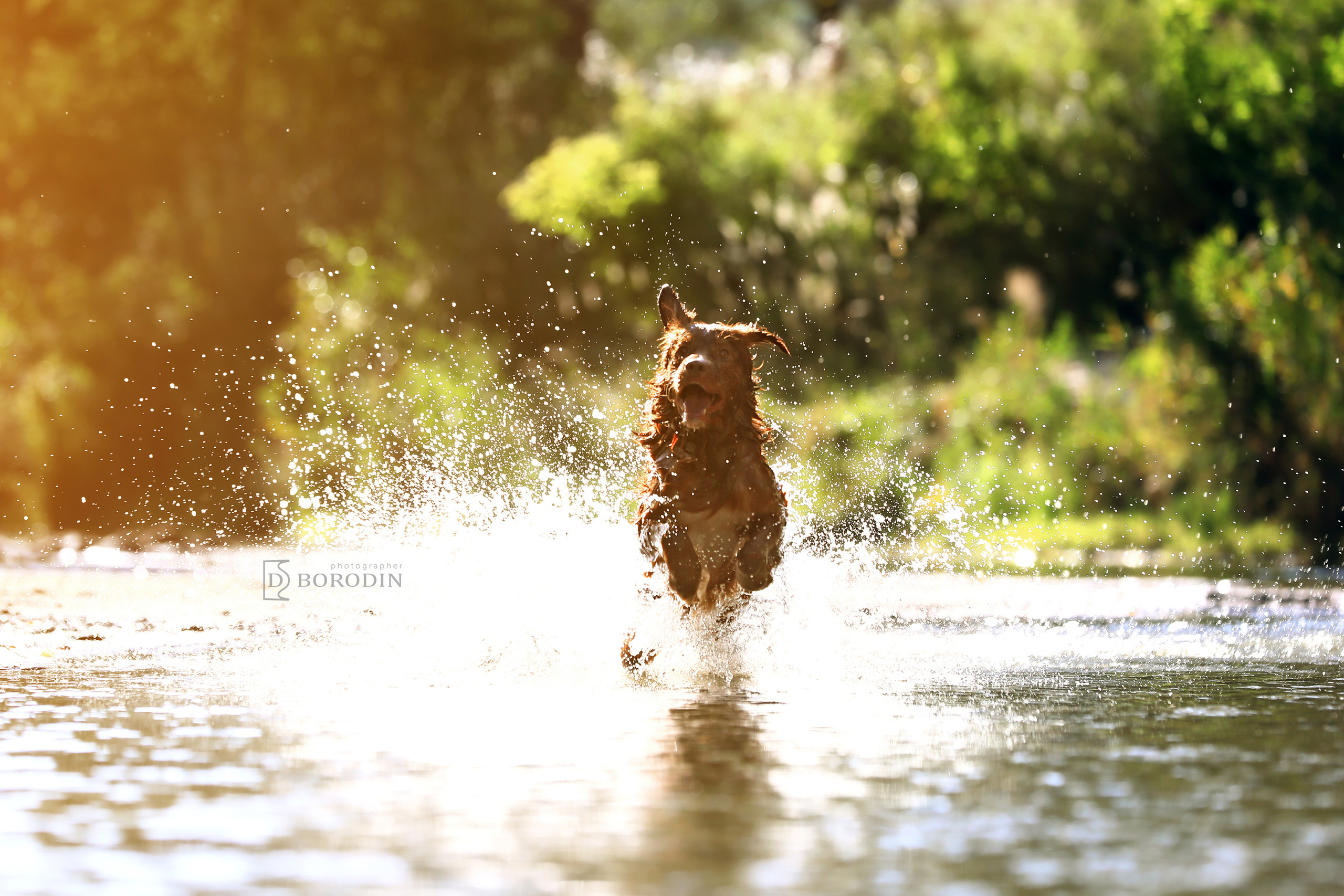 Индивидуальные фотосессии / Толлер. Фотограф Дмитрий Бородин