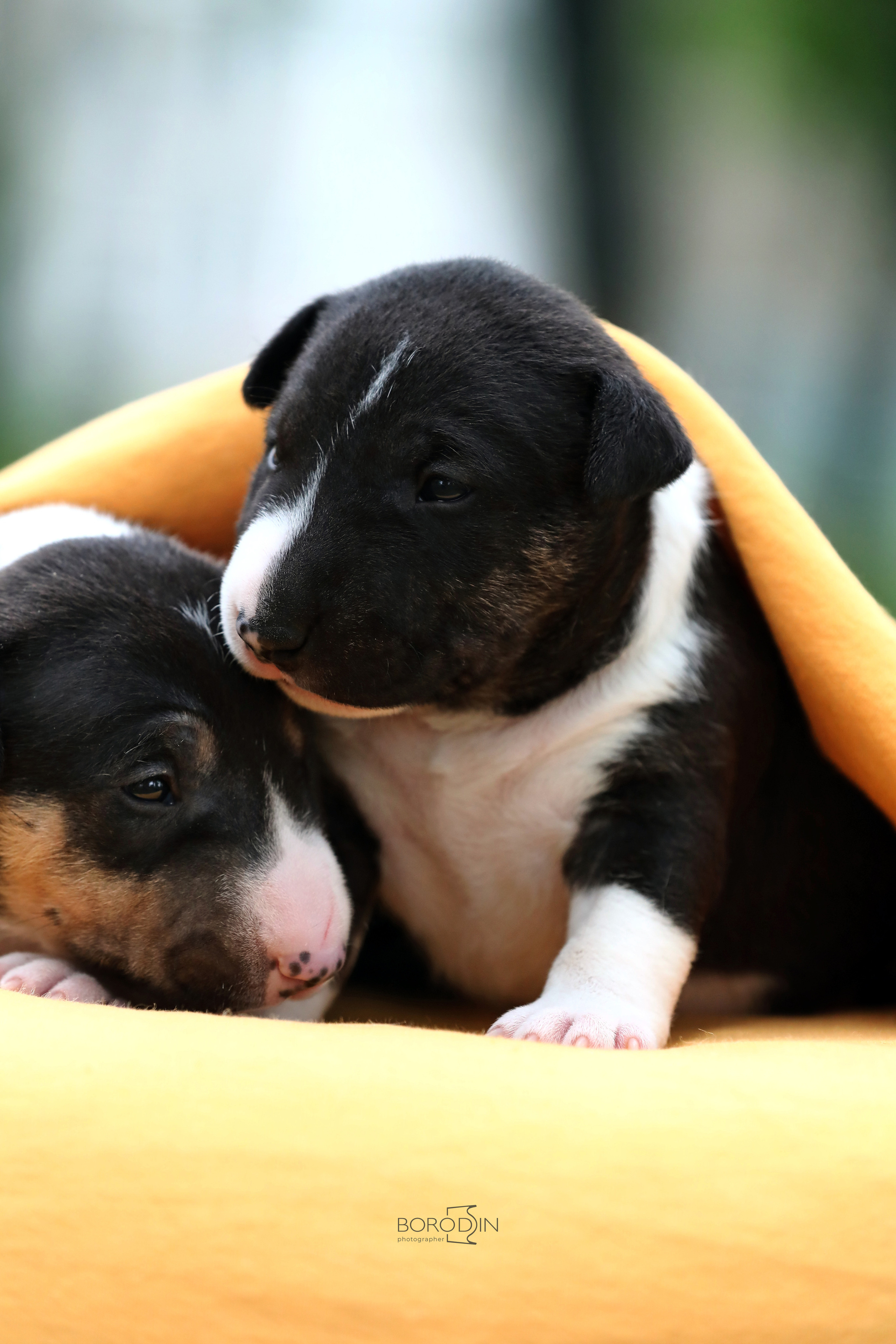 Фотосессия помета миниатюрного бультерьера. Фотограф Дмитрий Бородин