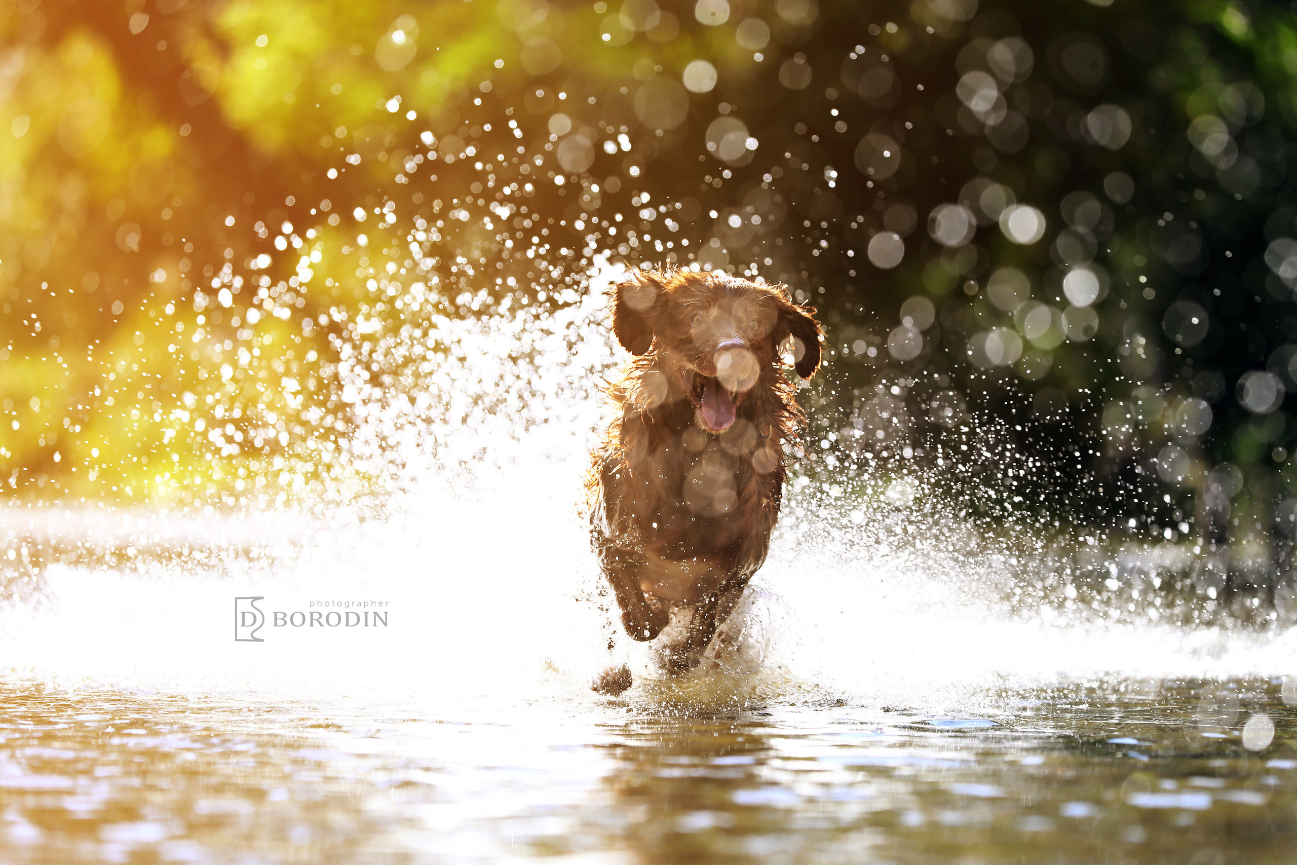 Индивидуальные фотосессии / Толлер. Фотограф Дмитрий Бородин