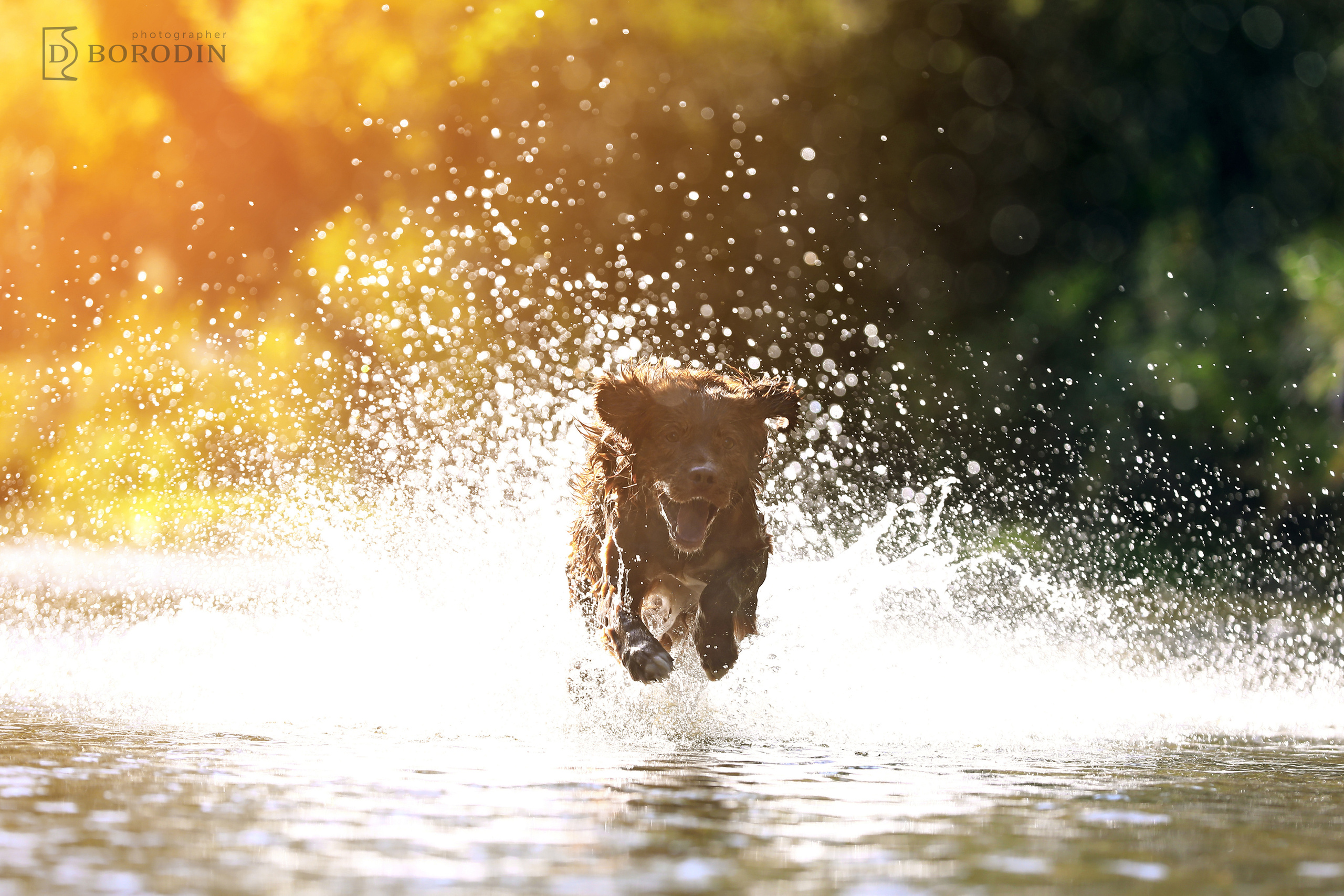 Индивидуальные фотосессии / Толлер. Фотограф Дмитрий Бородин