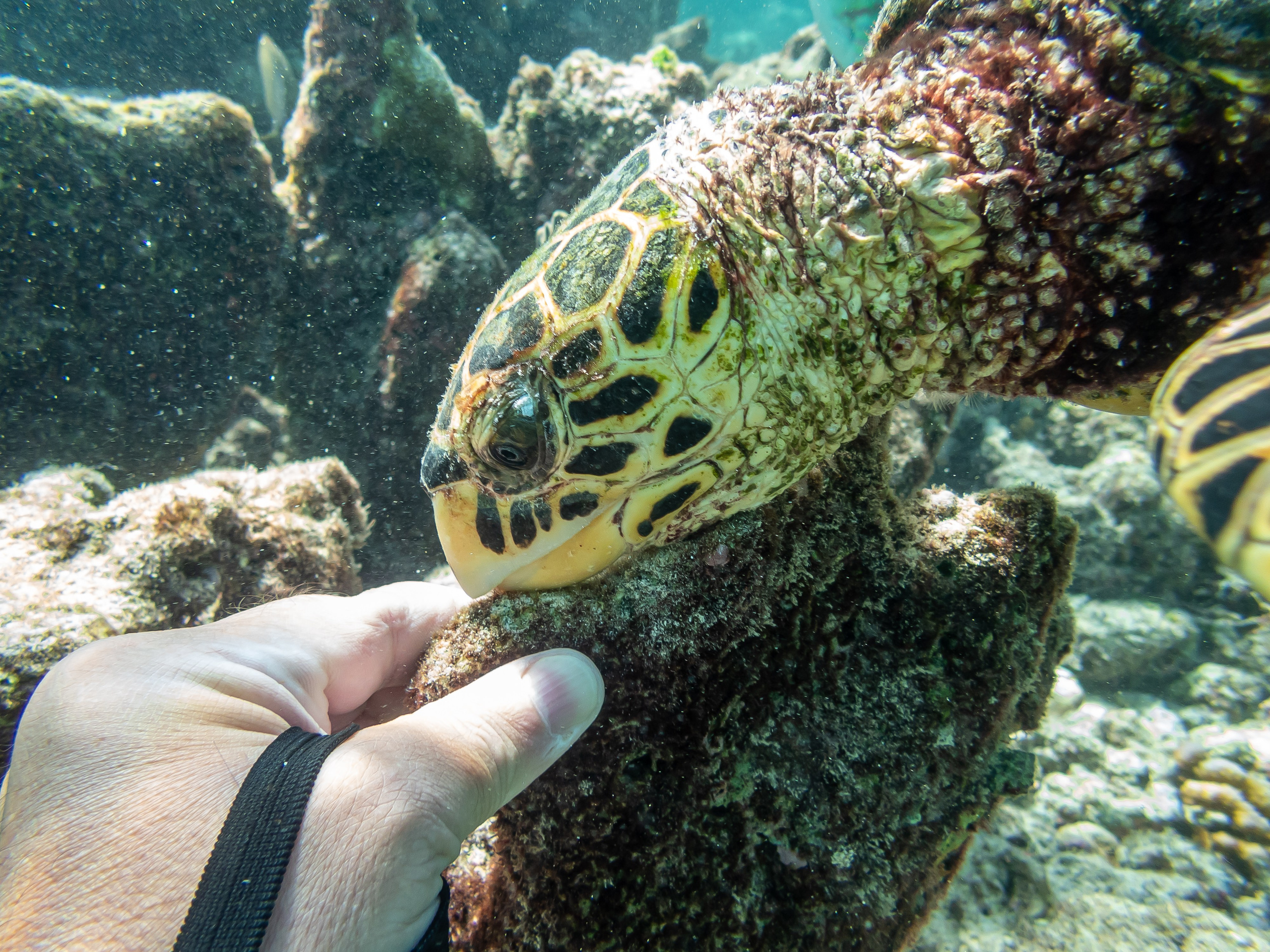 Рыбов показываю