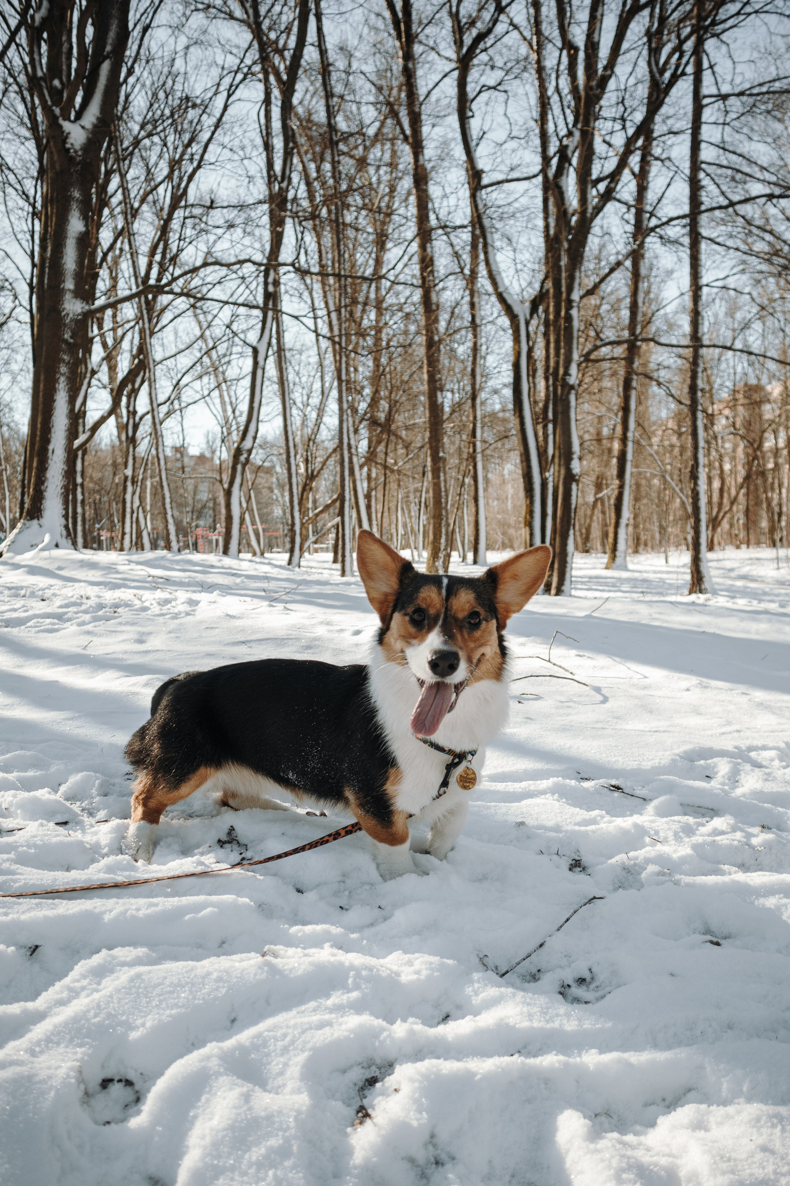 Катя и Дора. Фотограф-анималист в Санкт-Петербурге