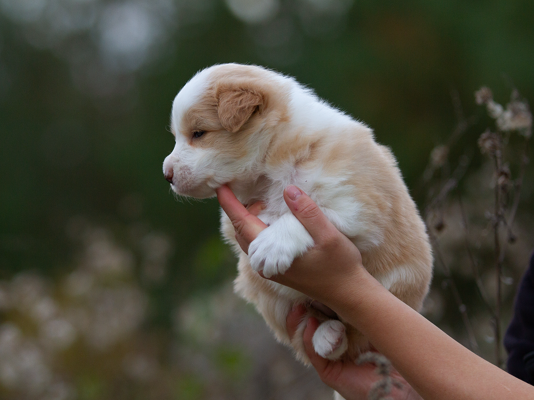 Щенки. Фотограф-анималист в Москве и МО Самойлова Марина