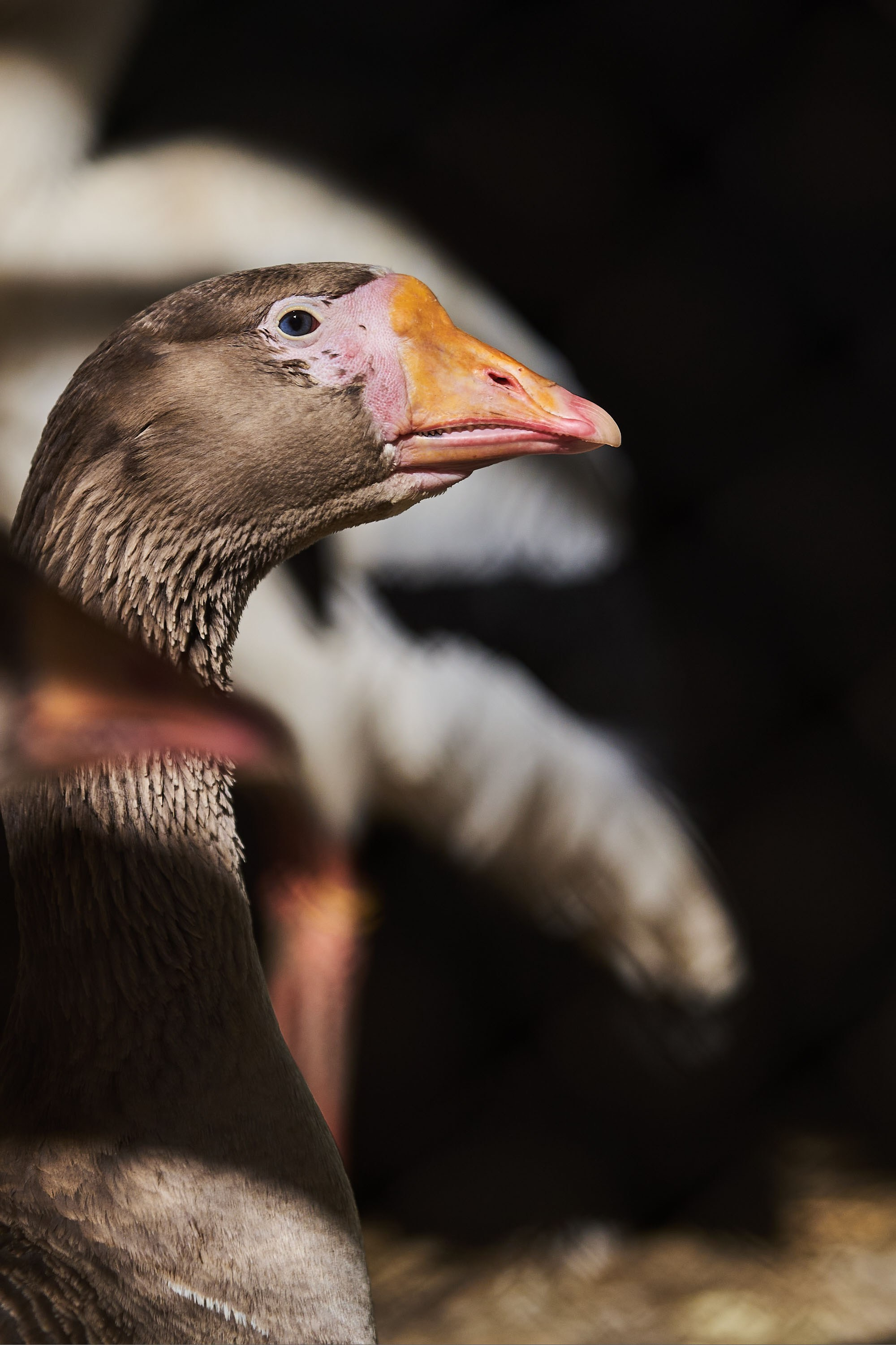 Зоопарк Иваново. Фотограф в Иваново: Каталожная съемка одежды и постельного белья, Wildberries