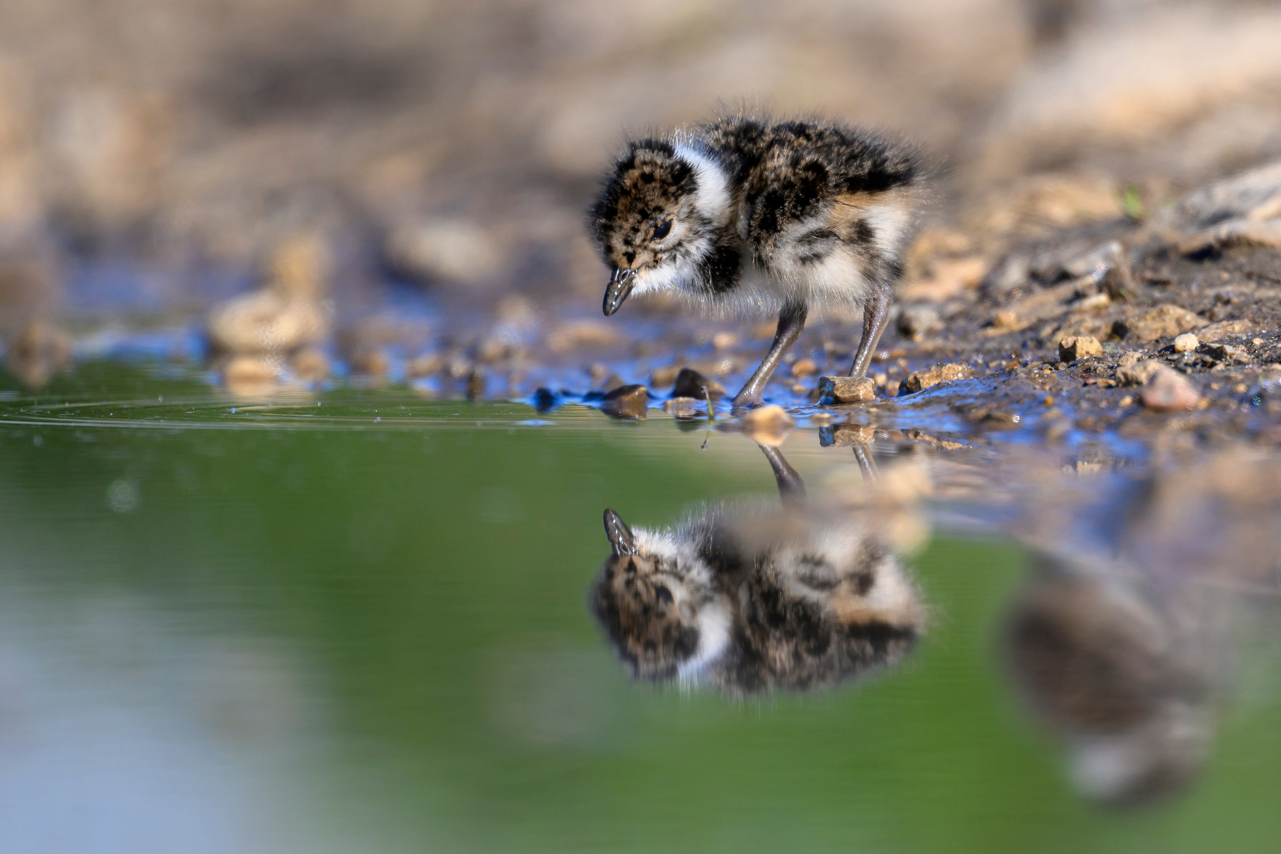 Чибисята. Wildlife photography by Sergey Puponin