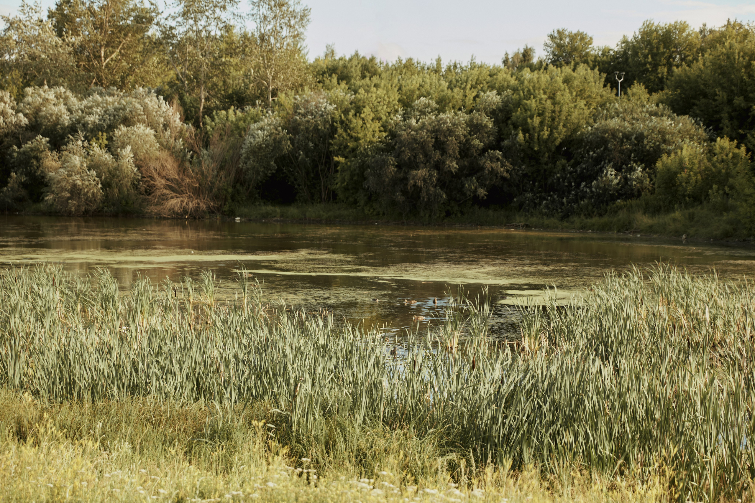 Юлия и Александр. Семейный и свадебный фотограф Лилия Матонина | Ангарск, Иркутск, Усолье-Сибирское, Байкал (Листвянка, Ольхон), Иркутская область