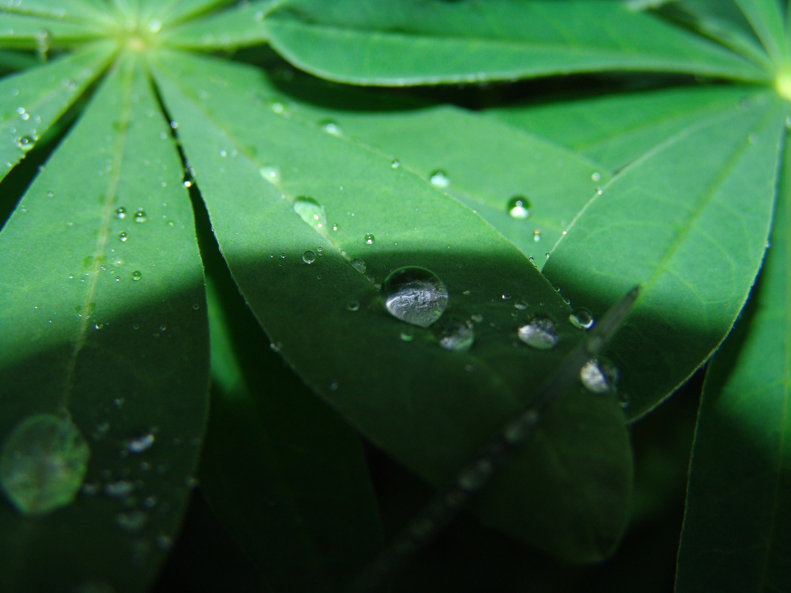 Приезд КС 2005. Заставка