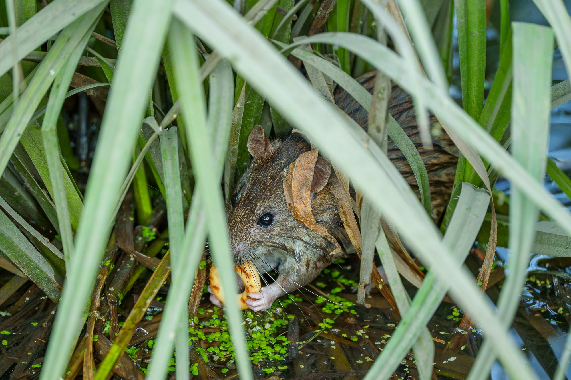 Животные. Ваш личный фотограф Марина Волкова
