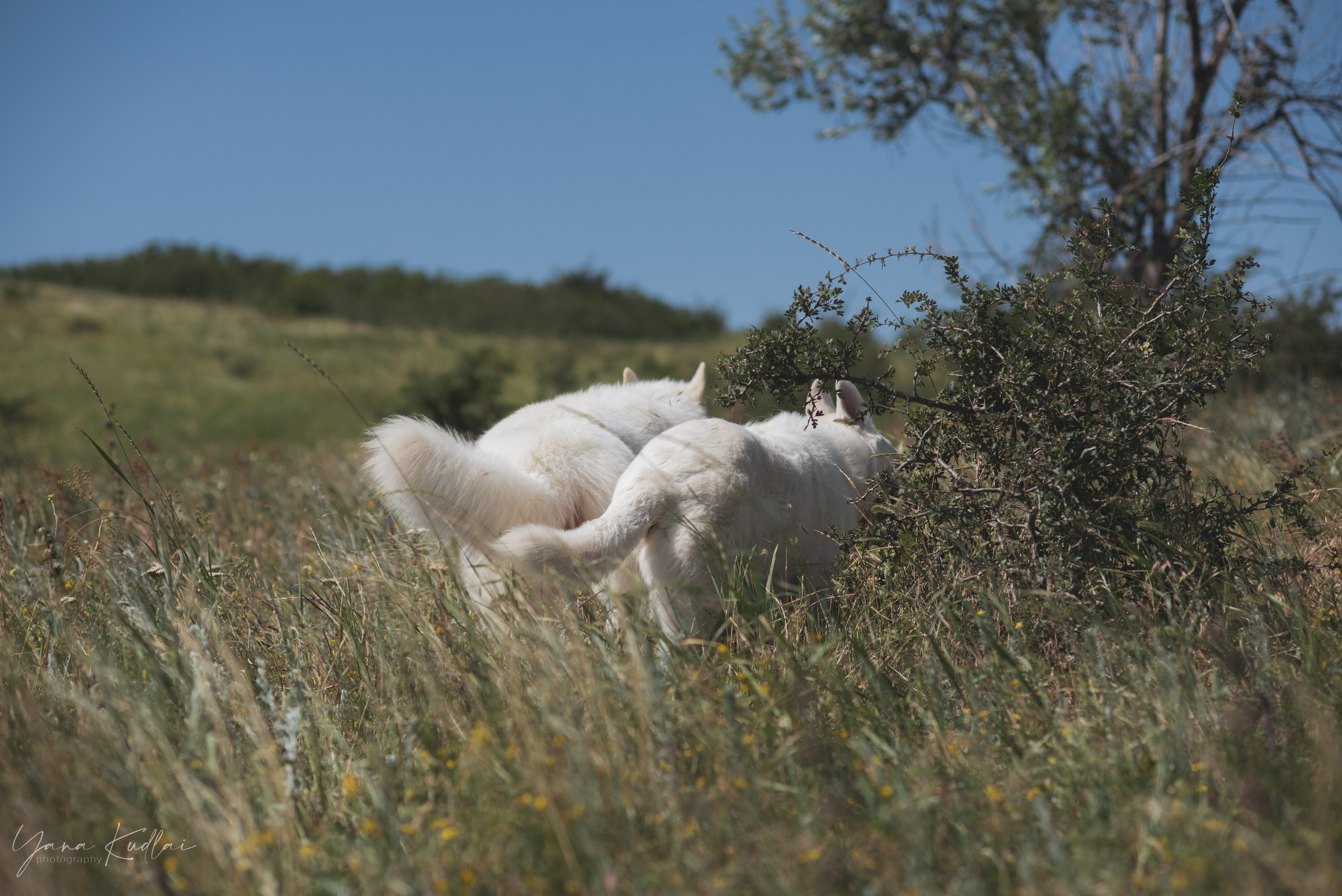 Одно солнечное утро. Фотограф анималист Ставрополь Яна Кудлай