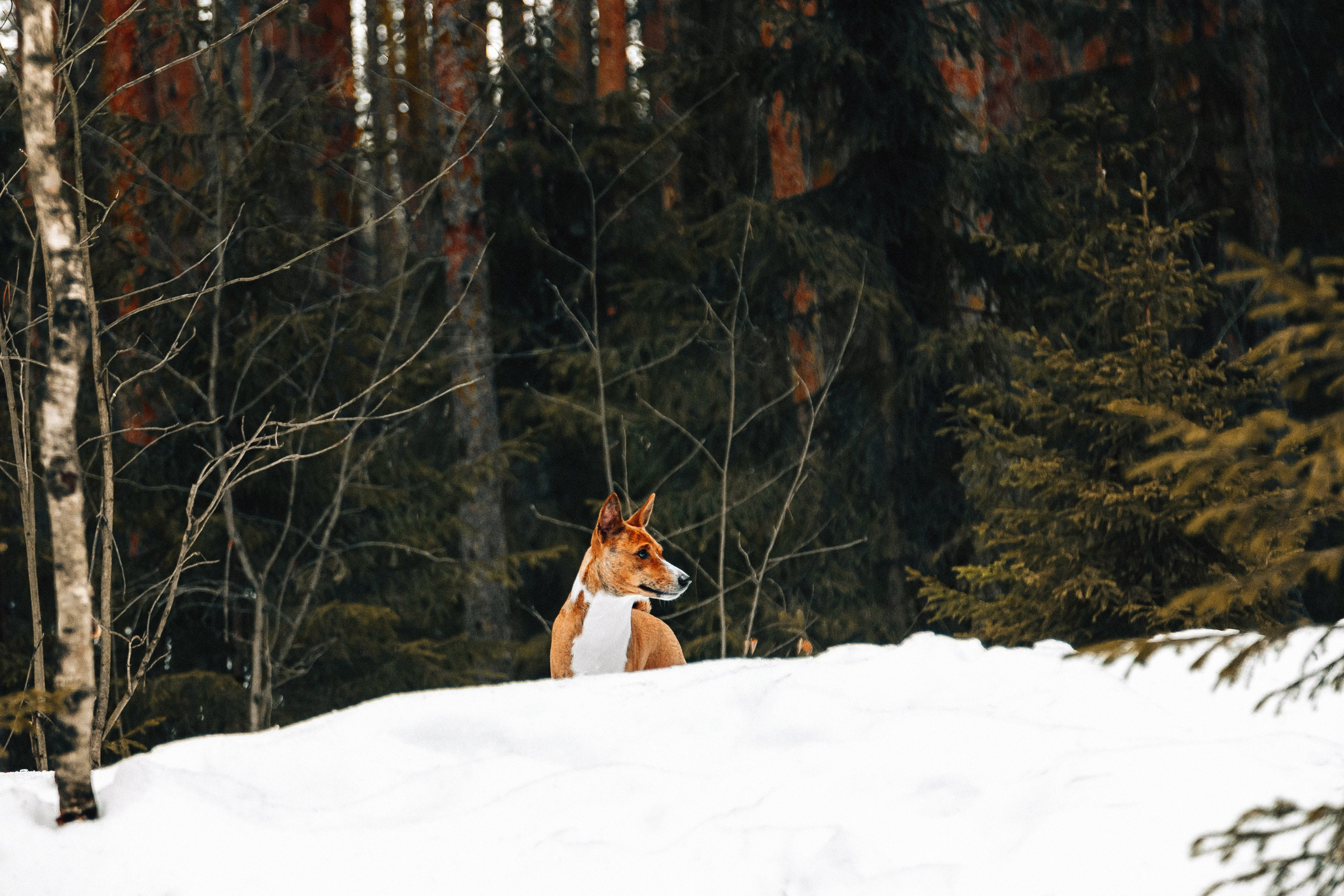 Басенджи Мэнни. Htykk_photo