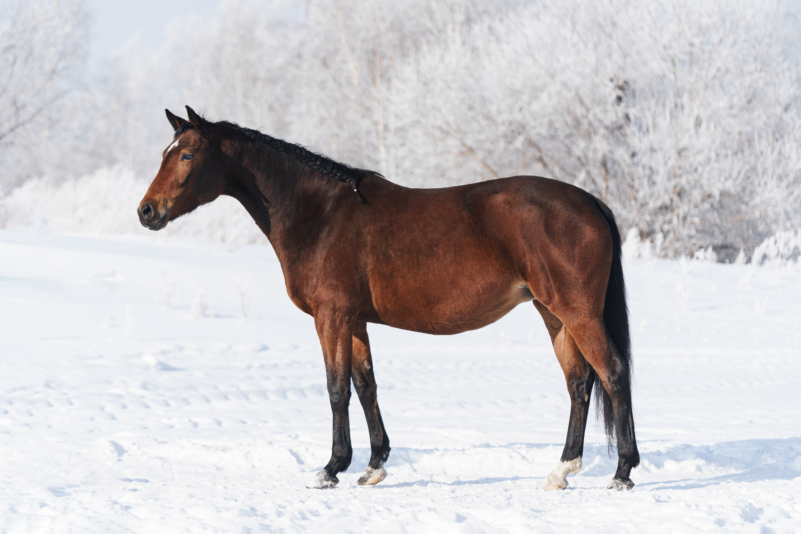 Палпея. Главная