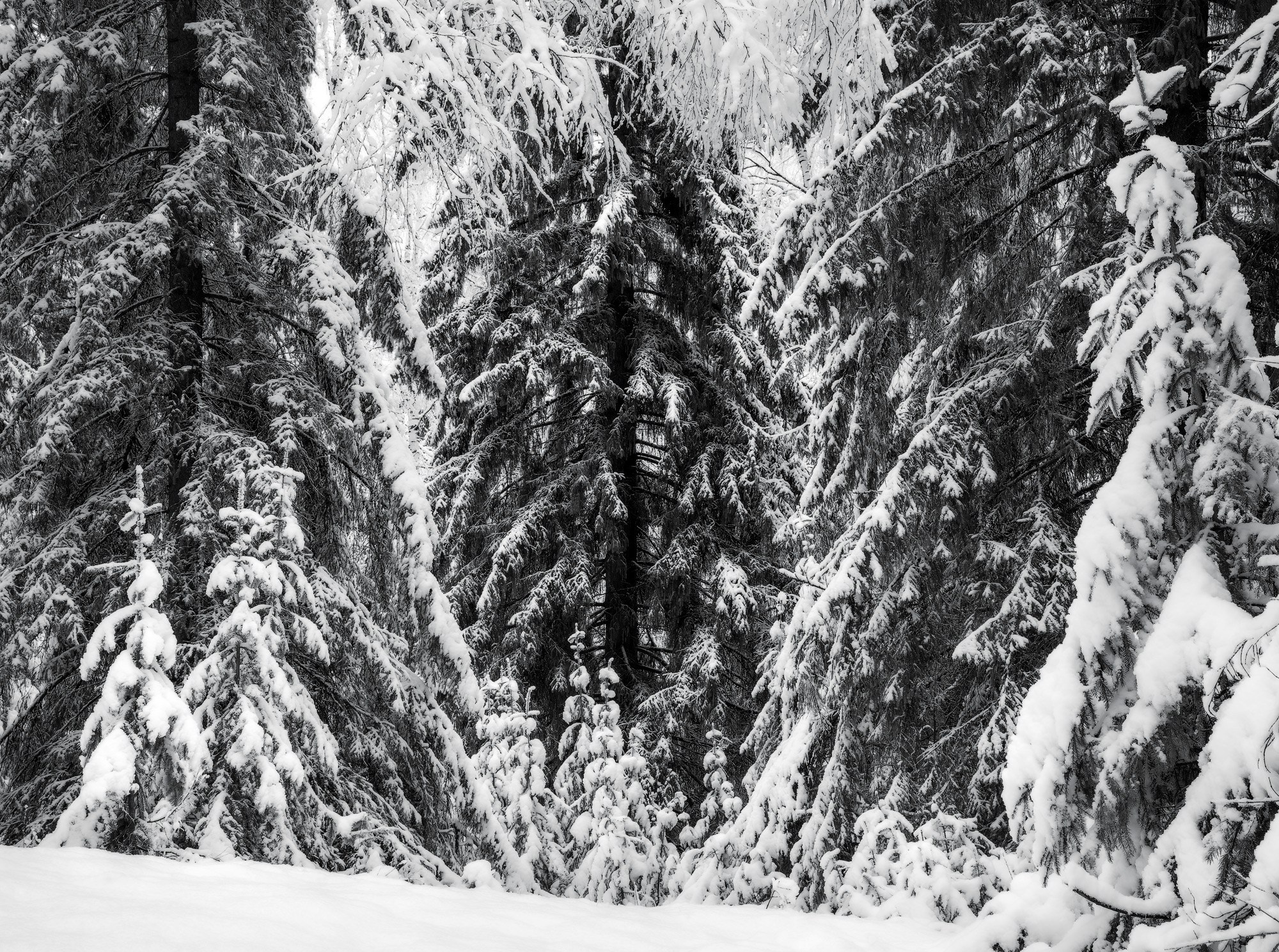 Фото заснеженного леса в окрестностях Нижнего Тагила в Свердловской области.