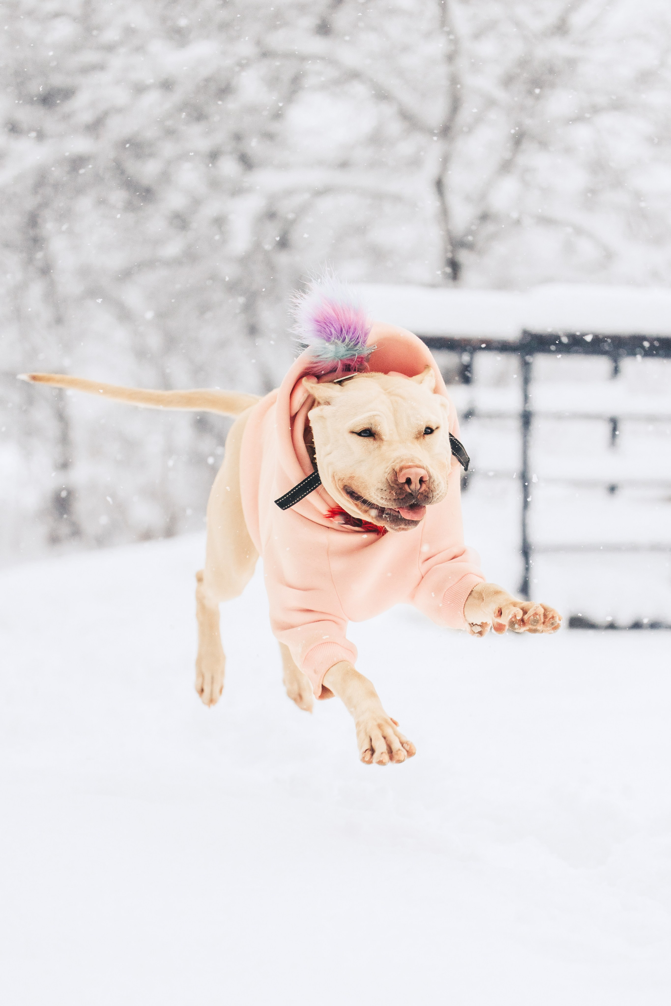 Фотопрогулки. Фотограф для людей и их питомцев Вика Шальнева