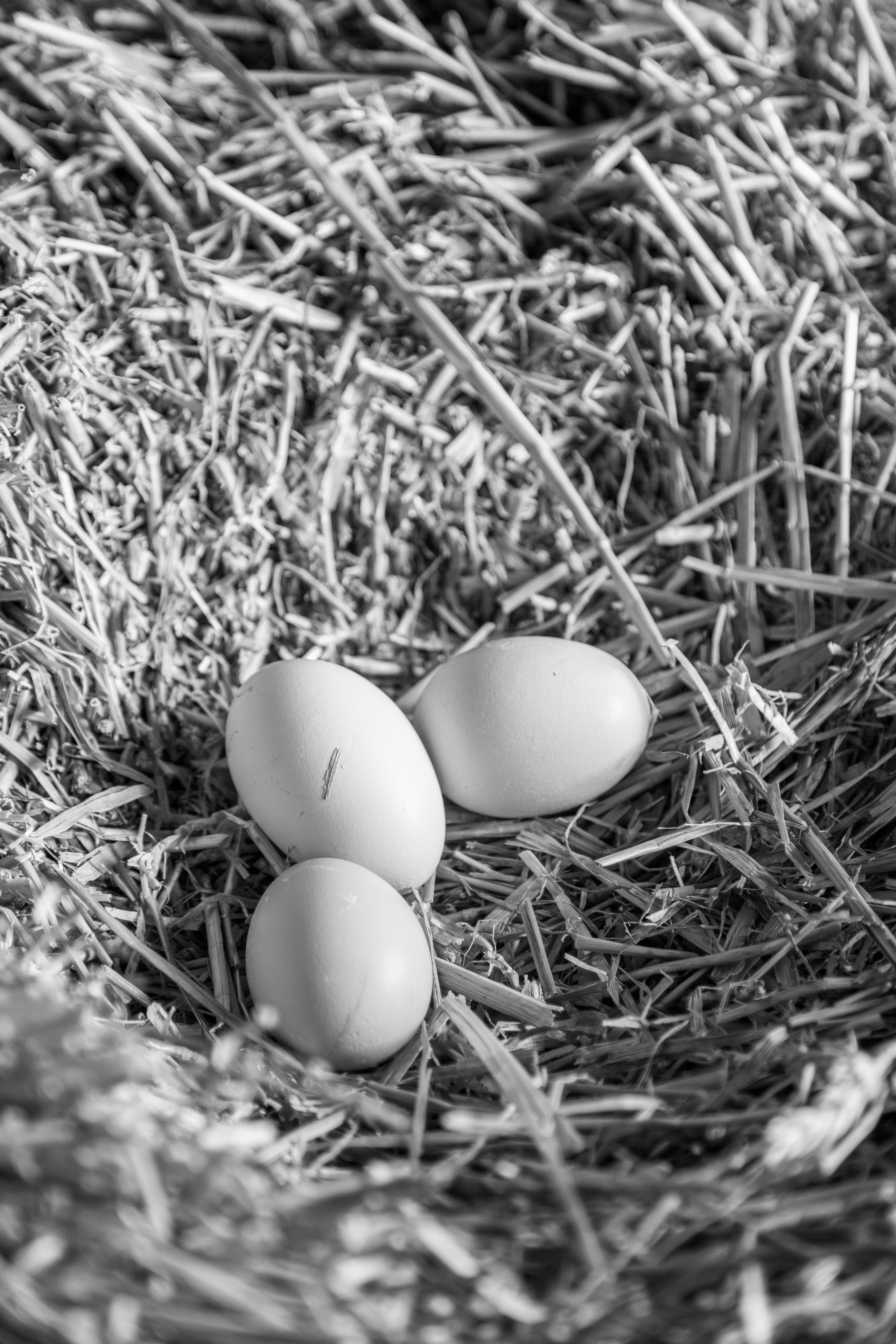 Элла Ферма. Юлия Космо — фуд-фотограф, предметный стилист, Москва