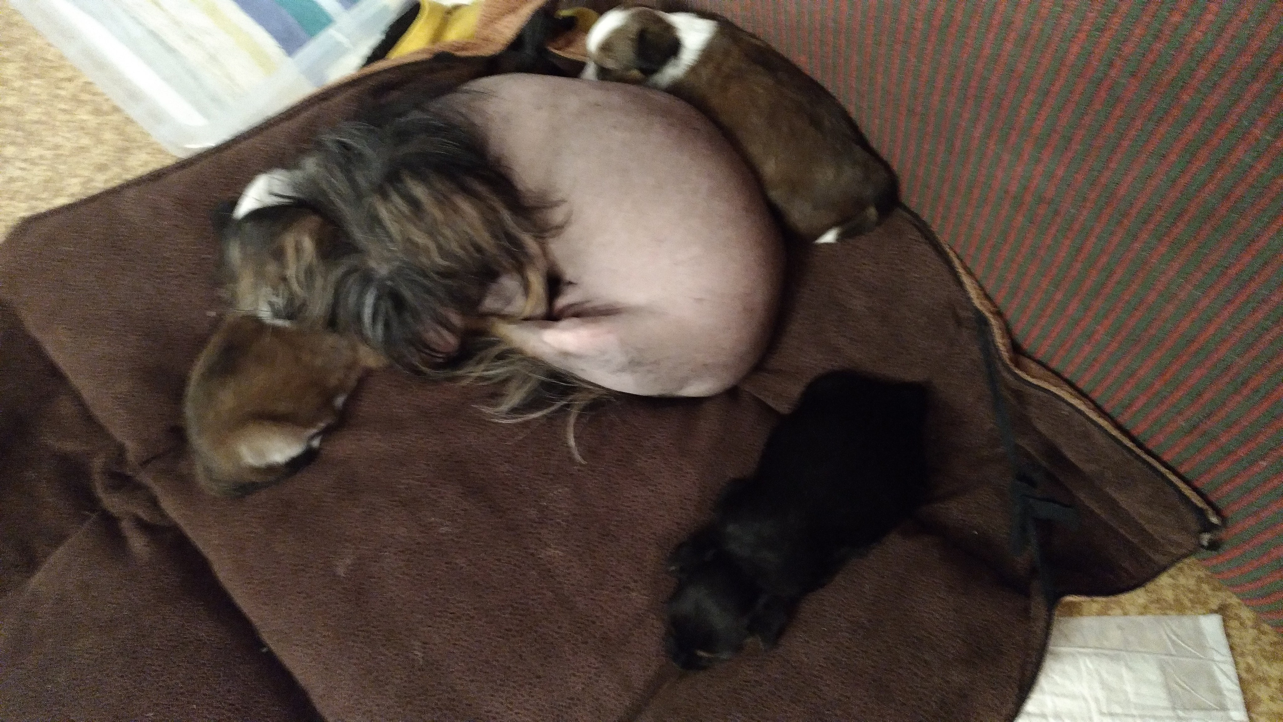 Litter B. Chinese Crested Dog Kennel Poale Ell