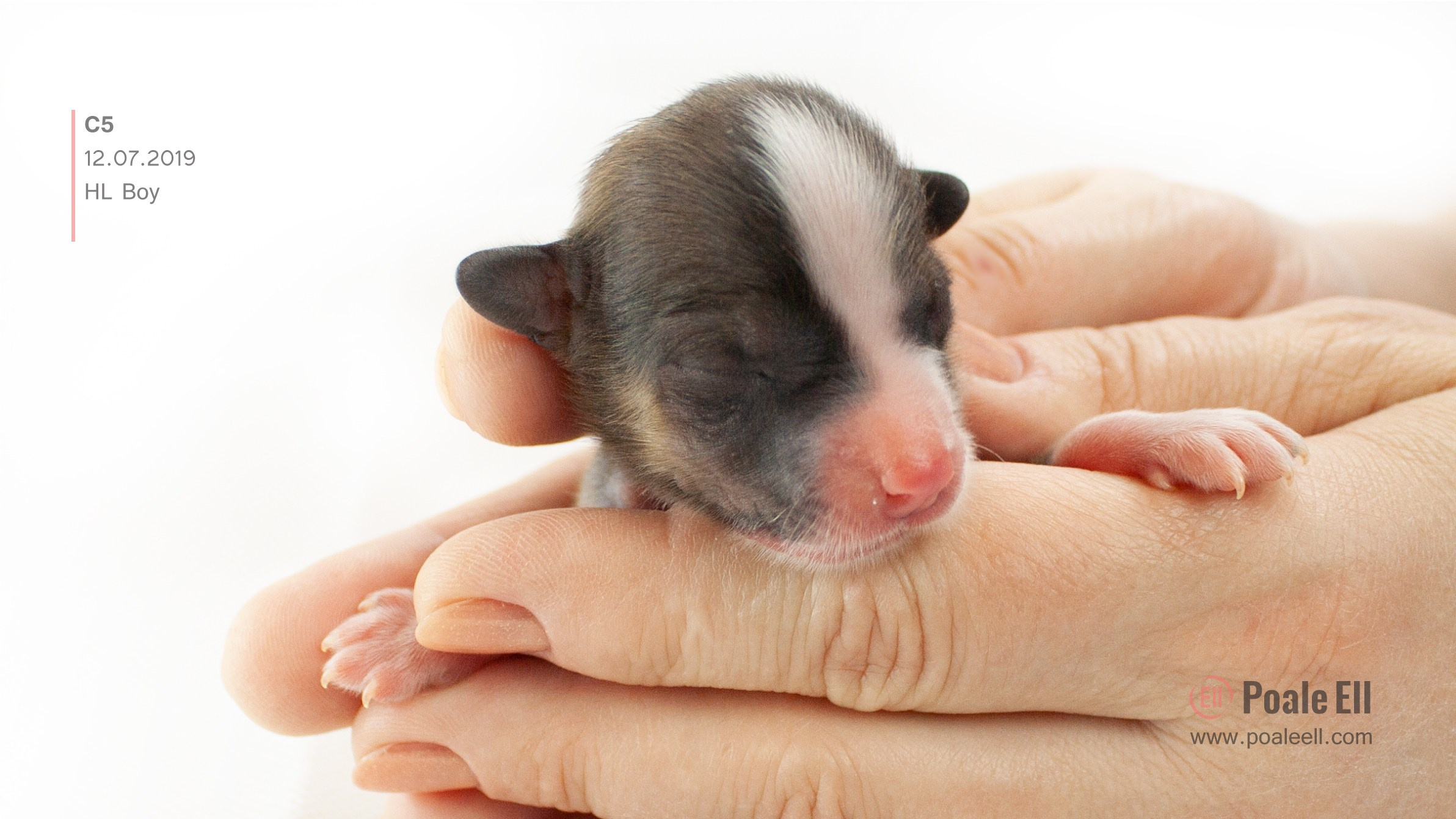 Litter C. Chinese Crested Dog Kennel Poale Ell