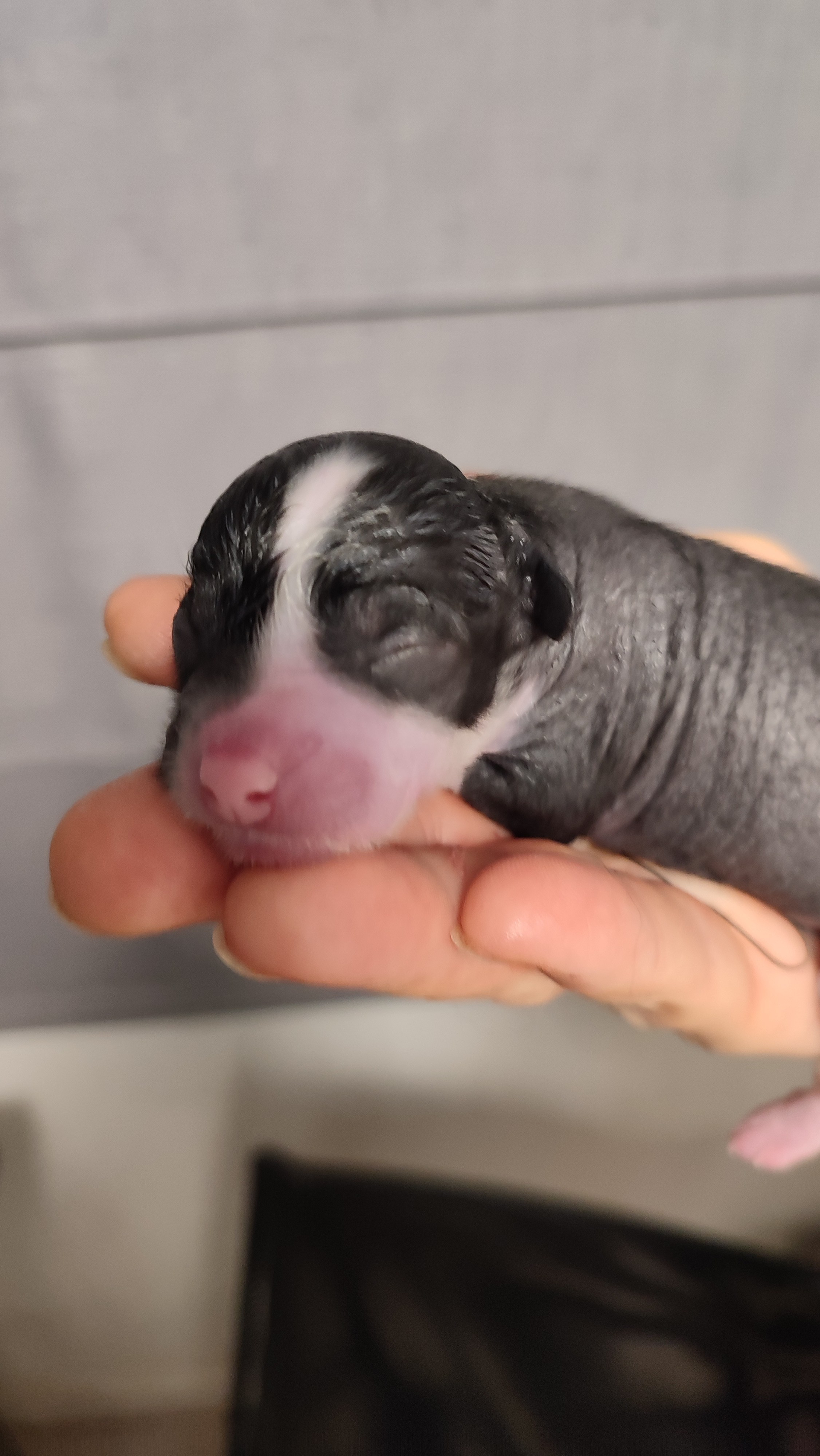 D4 День Рождения