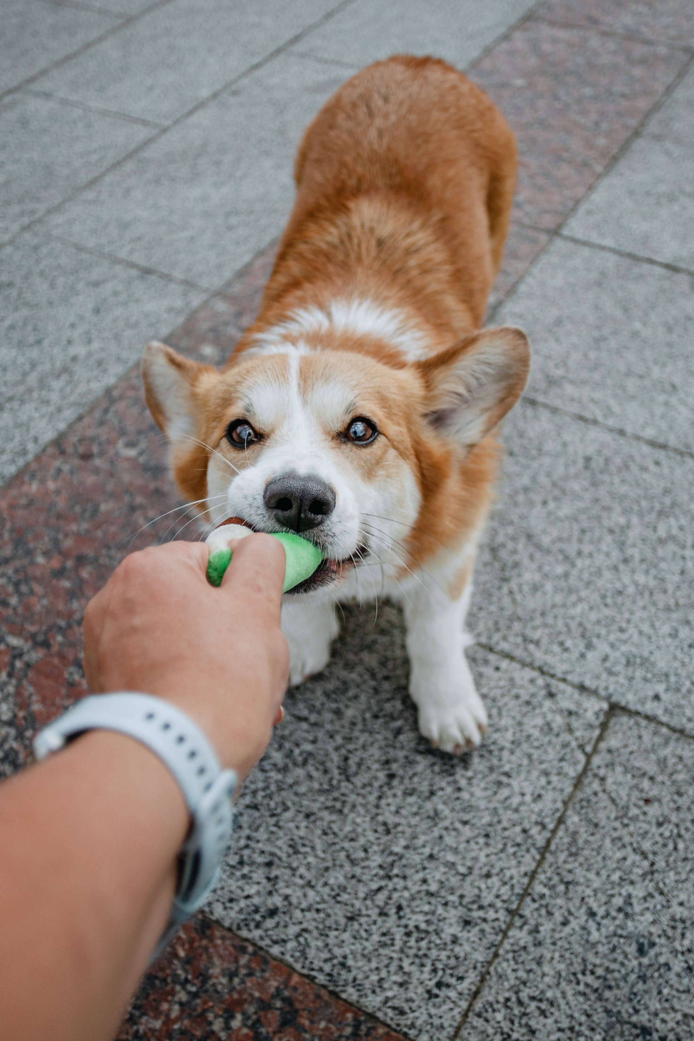 Андреевский мост. Фотограф-анималист Татьяна Степанова