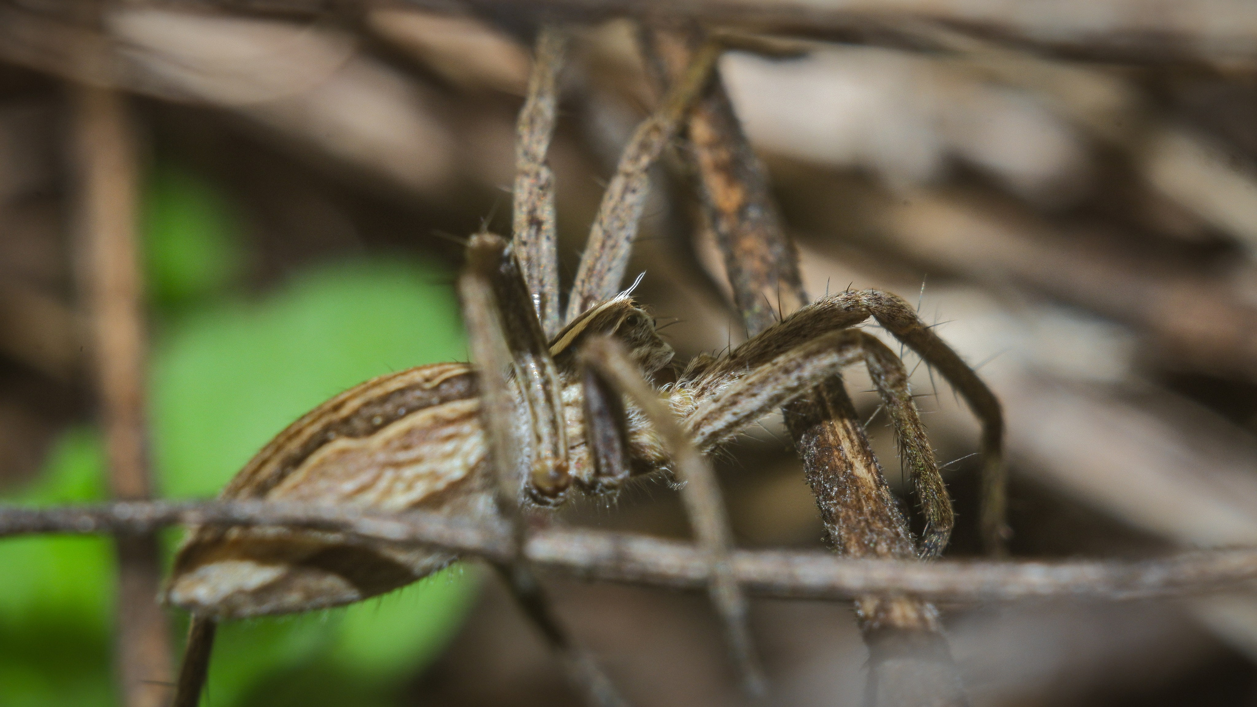 Съёмка животных и макро фото (Photographing animals and macro). Фотограф (photographer) Lischinski Vitaliy