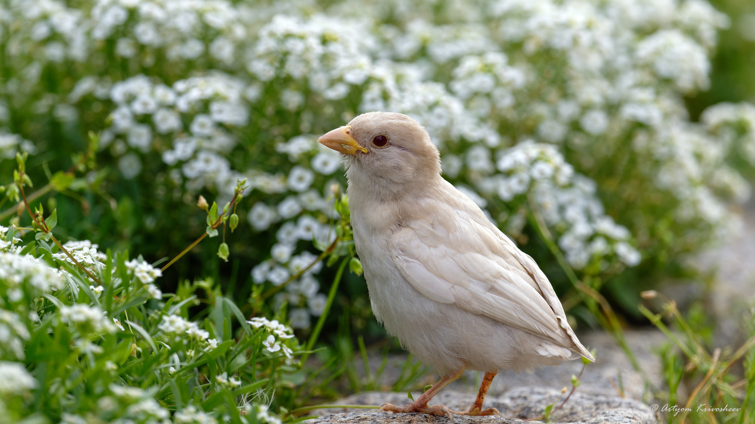 Фотоохота. Фотограф и путешественник Артём Кривошеев