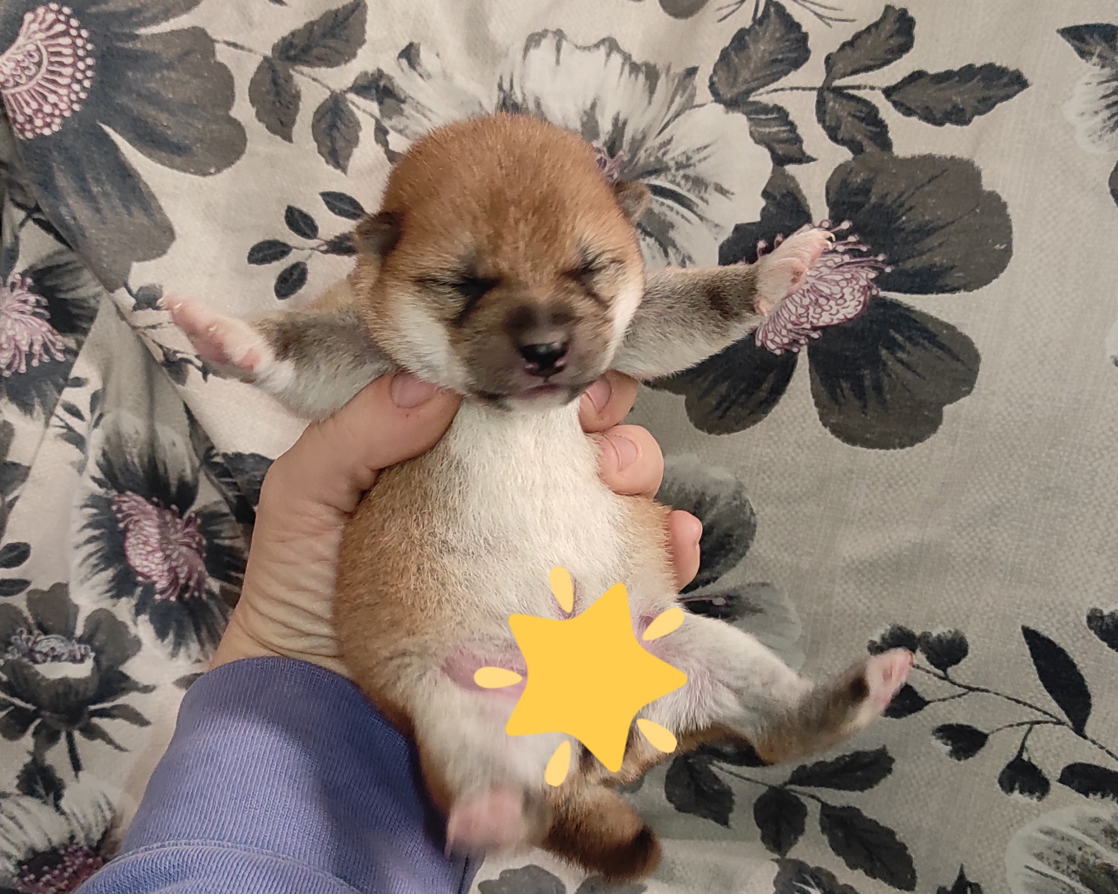 сиба питомник Рубилайт щенки на продажу rubylight  сиба щенки купить СПб Санкт-Петербург 