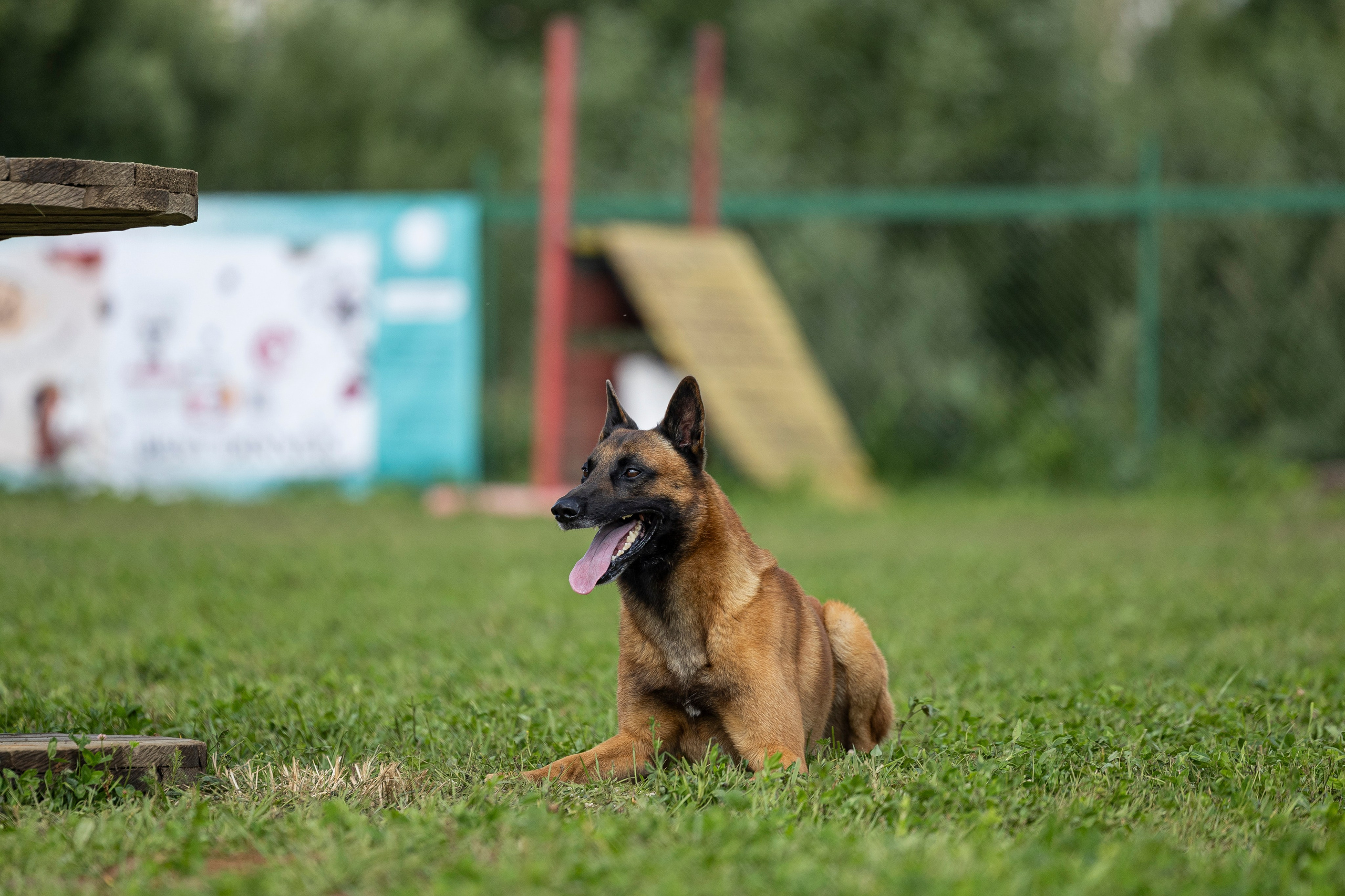 Соревнования по Мондьорингу г. Вологда 10-11.08.2024. Фотограф-анималист Анна Маринич