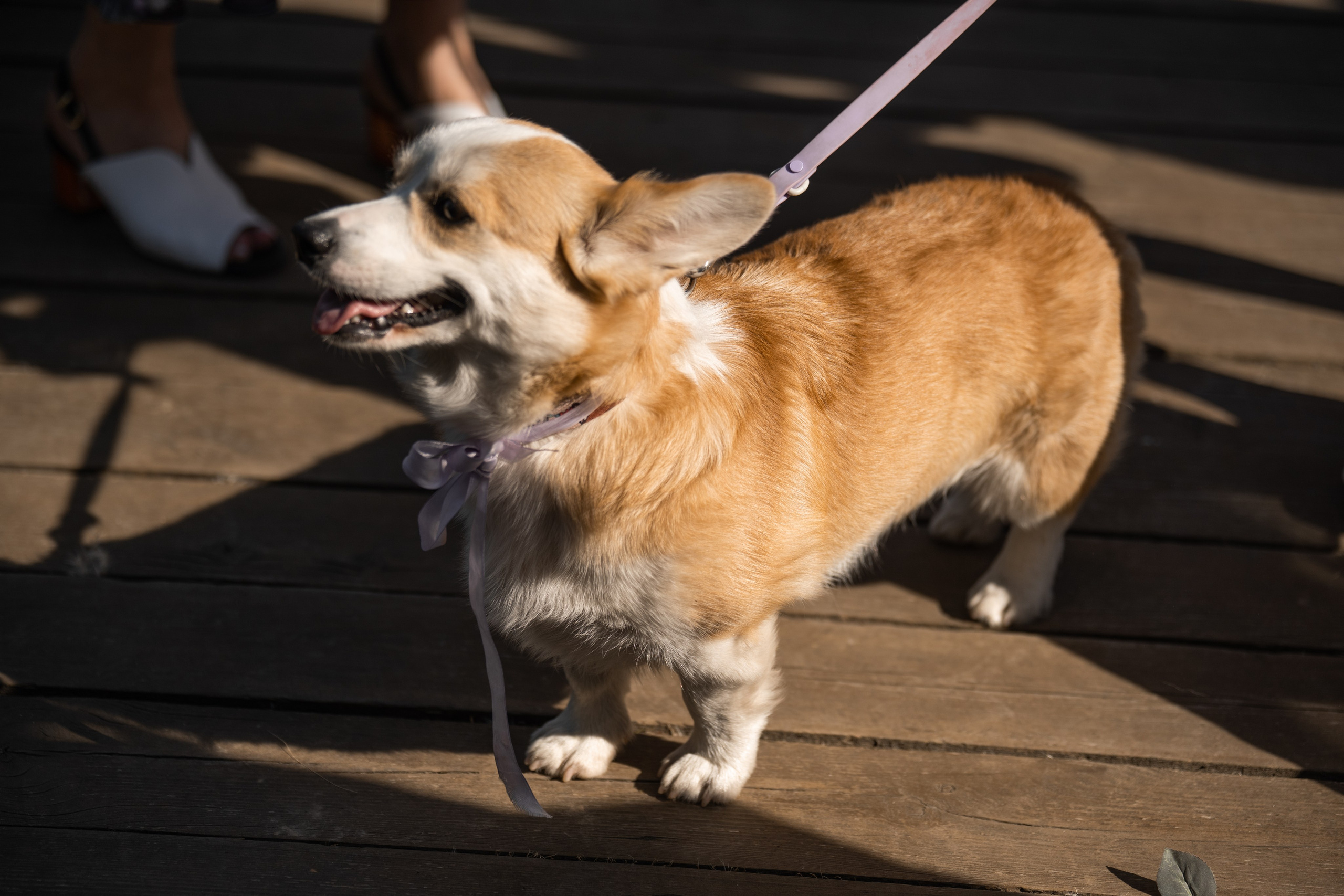 2024. Дима и Маша. Свадебный и семейный фотограф в Москве и Европе Евгения Амелина