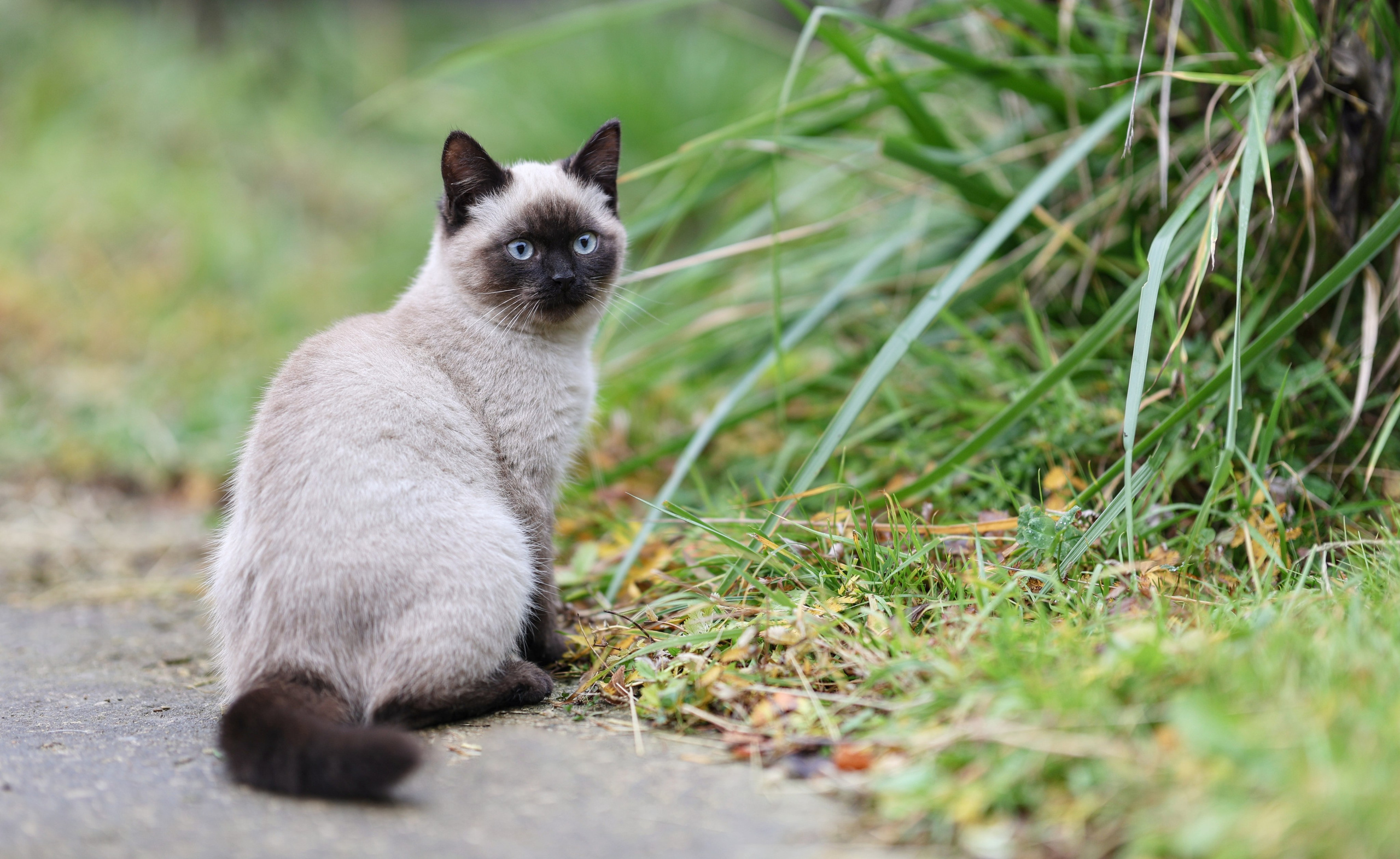Кошки. Фотограф Максим Татаринов