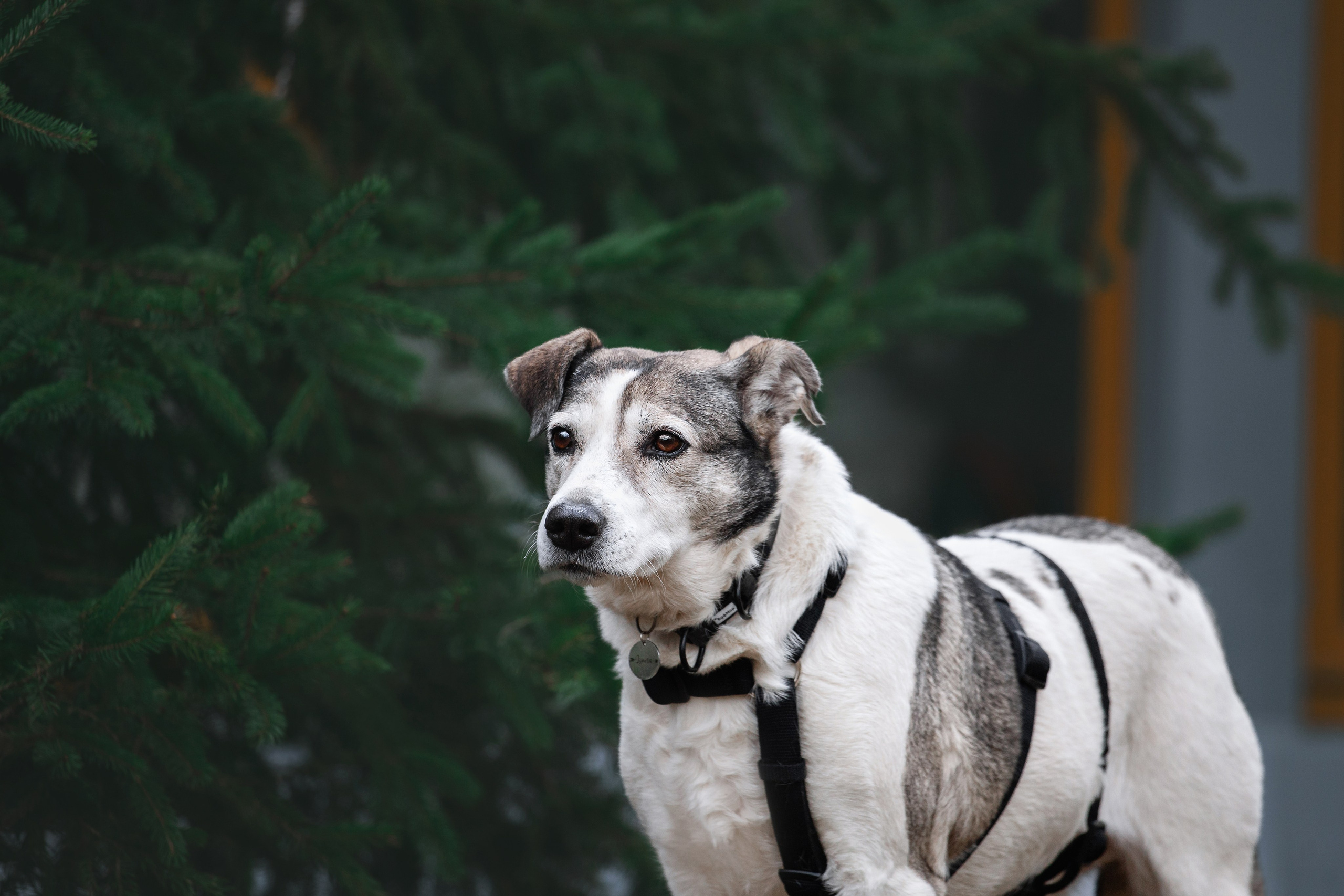 Собаки из приюта Дубовая роща весна 2025. Фотограф-анималист Татьяна Степанова