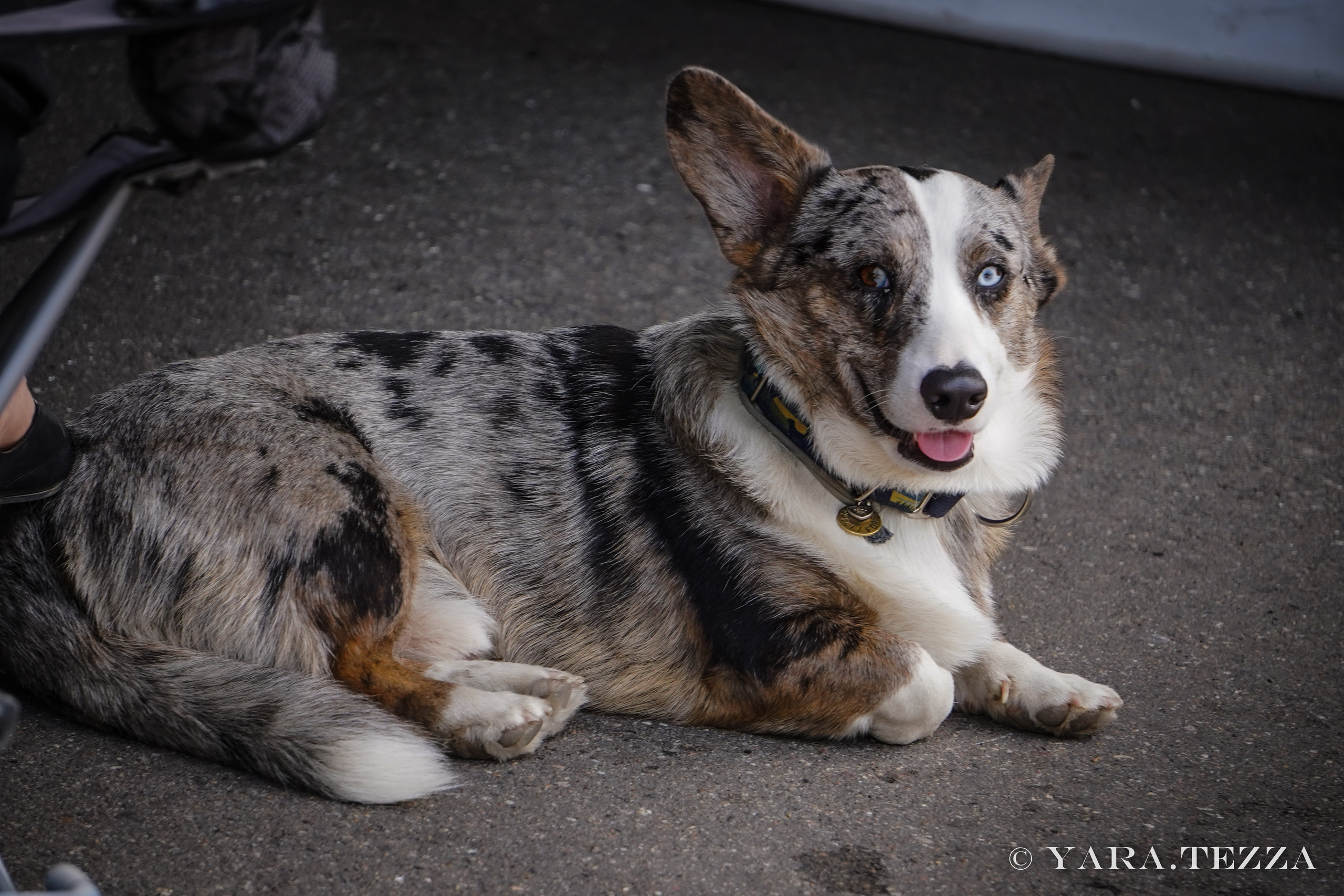 DRIFT EXPO Track Mode. Yaratezza production
