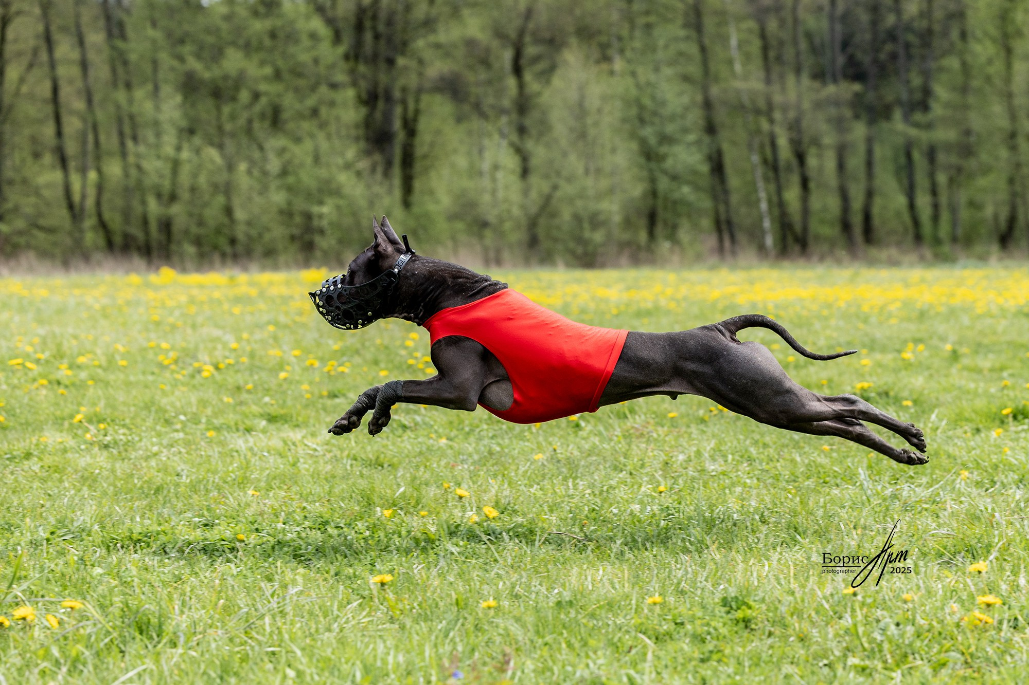 КУРСИНГ. Борис Артамонов фотограф — анималист. Москва