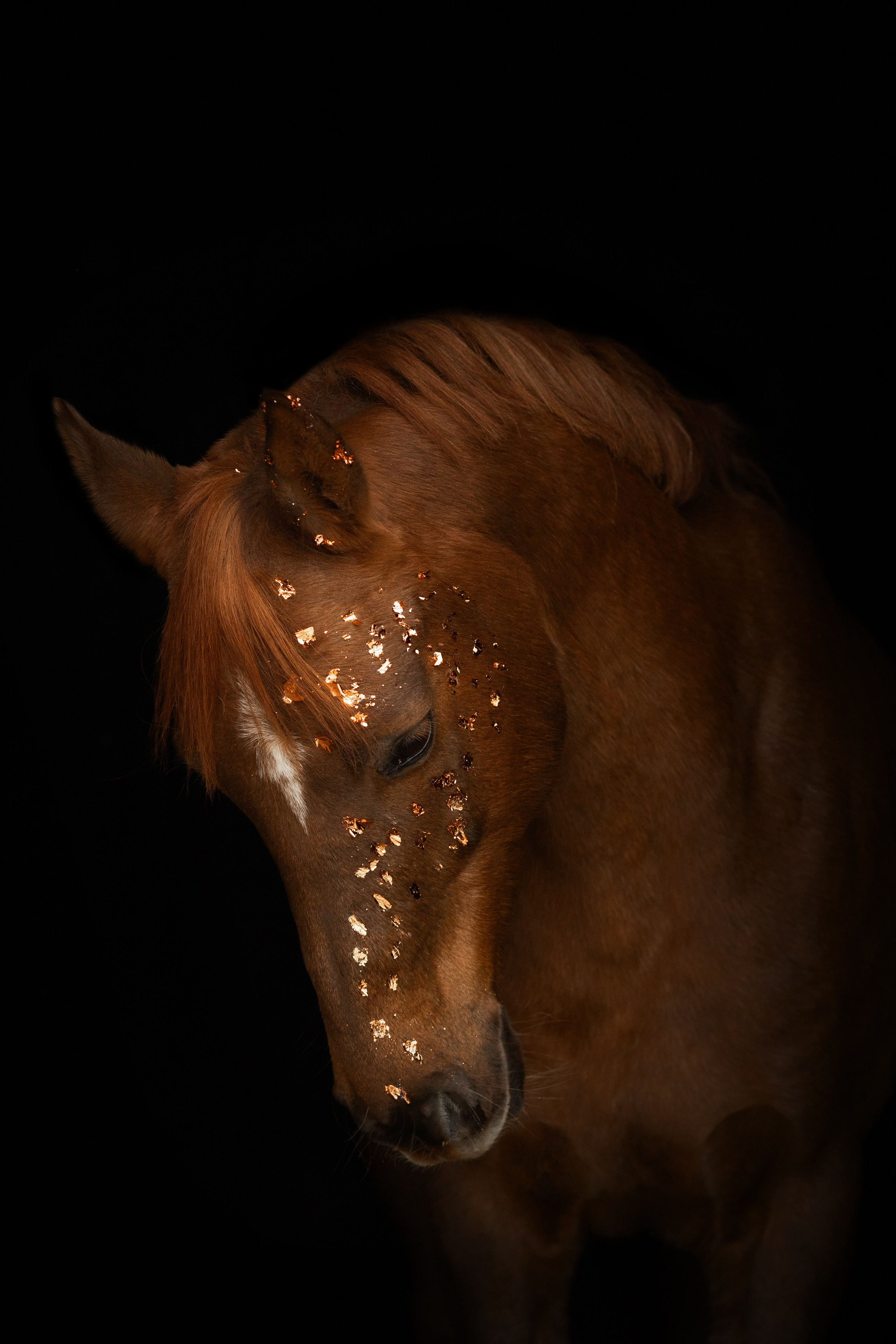 Лошади. Конный фотограф Валынкина Лера