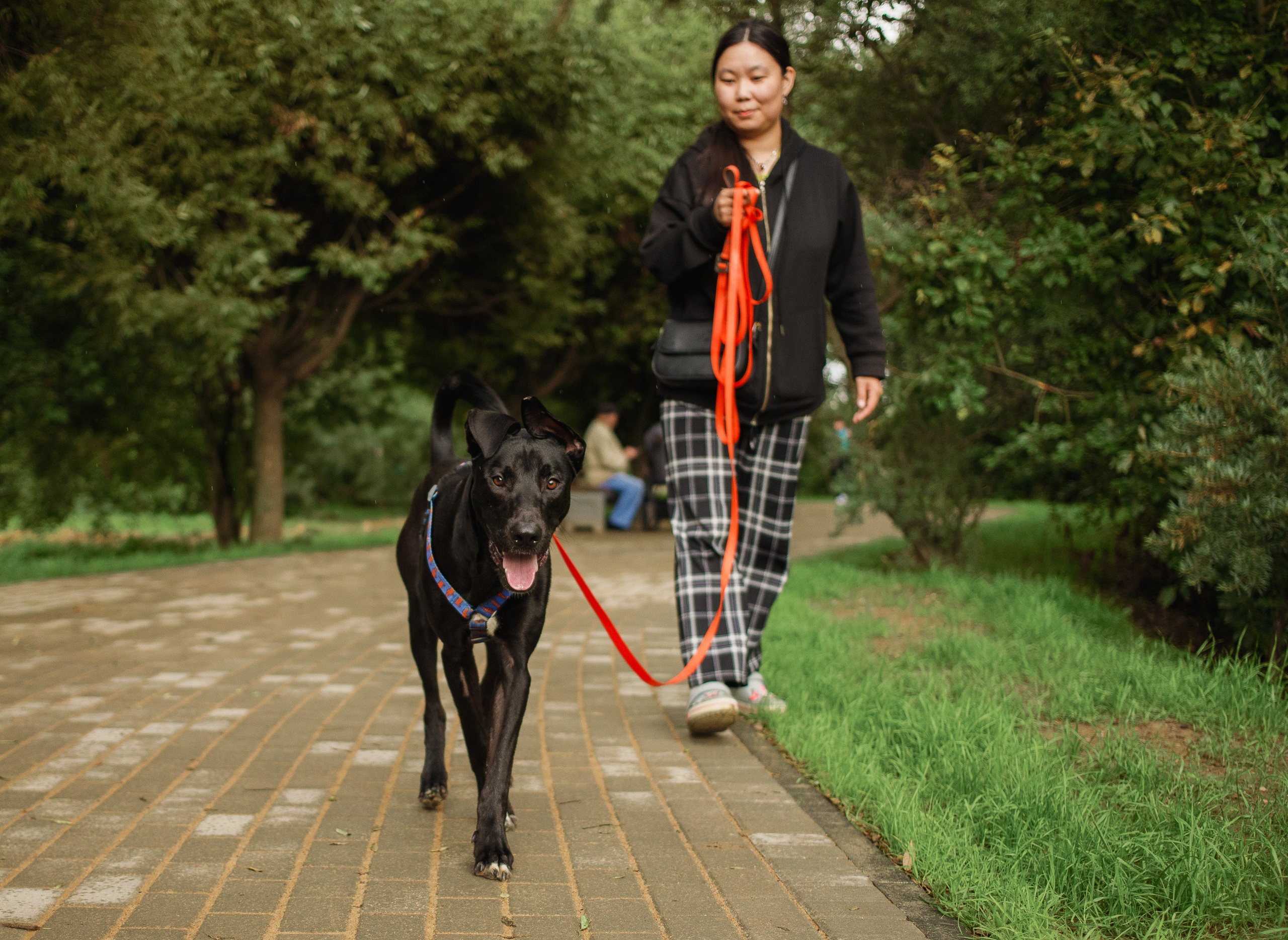 Отис ищет дом. Портретный фотограф в Санкт-Петербурге Катя Протасевич