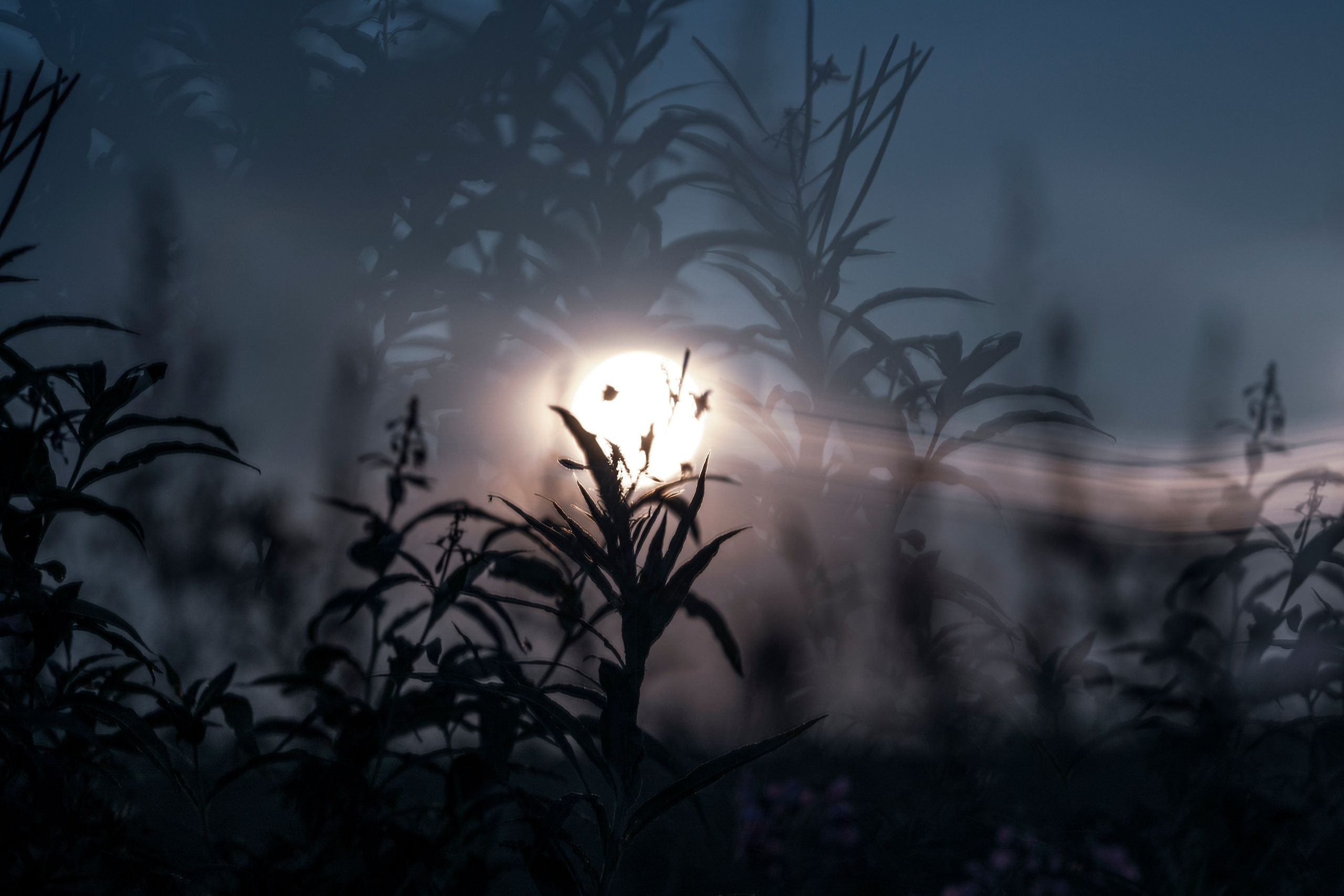 Портфолио. Творческий фотограф Ирина Баландина.  Санкт-Петербург, Мурманск