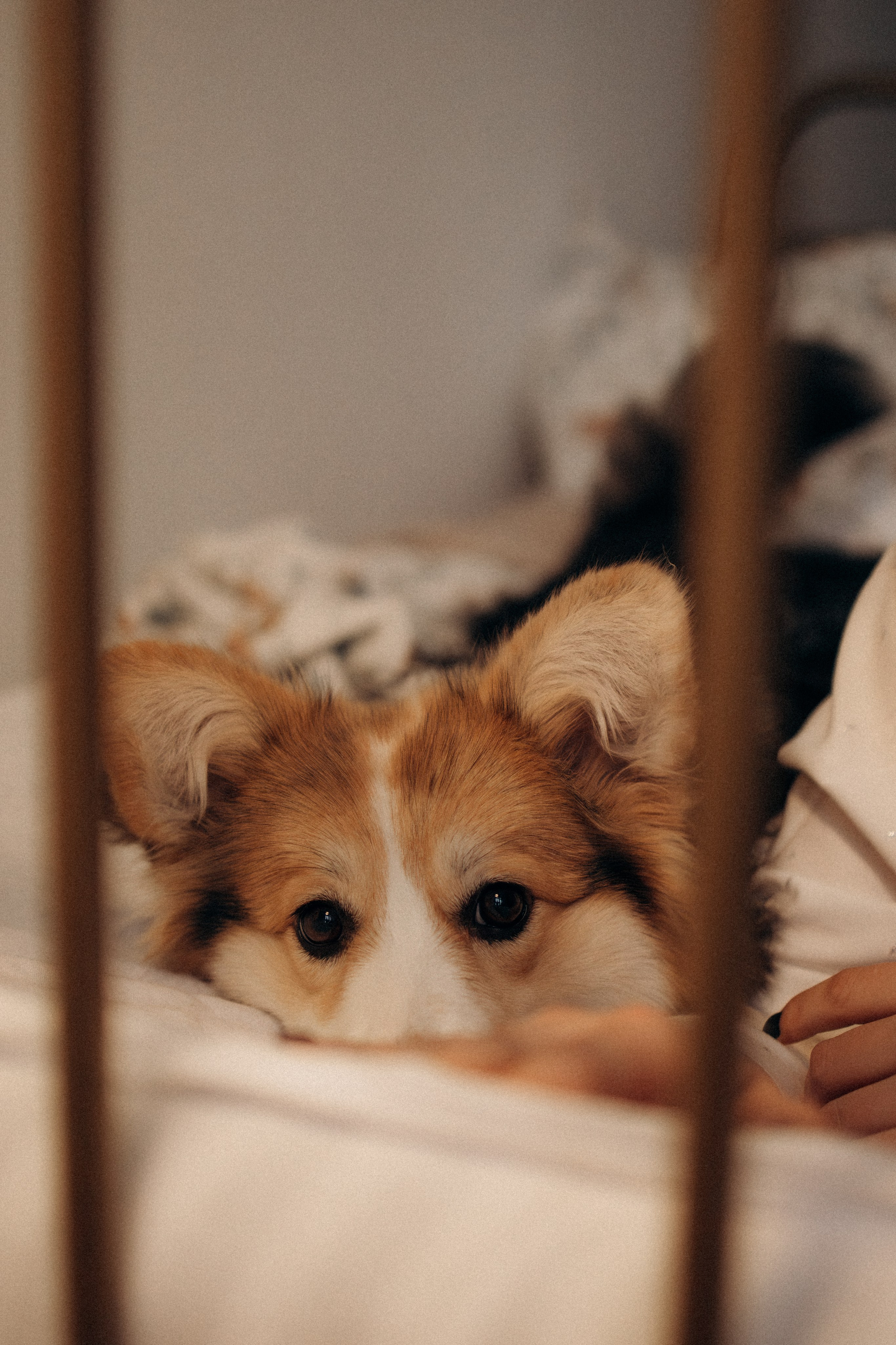 Мишель и Влада. Фотораф — анималист Мария Шистка