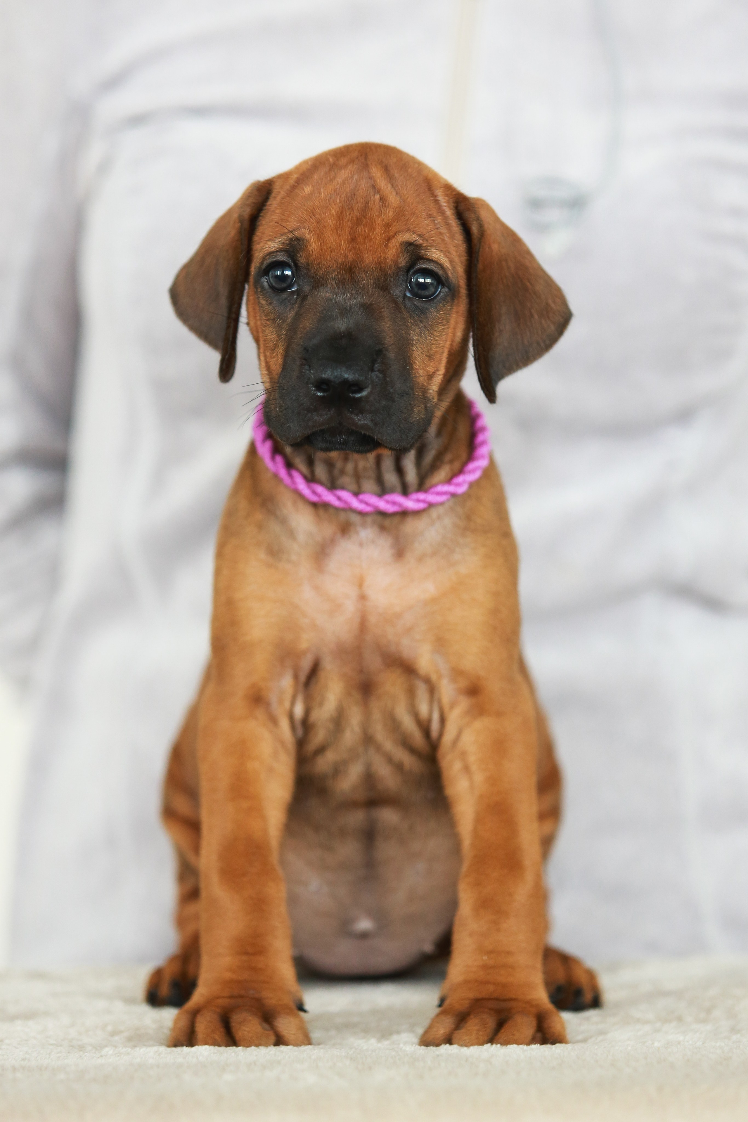 Щенки. Семейный и детский фотограф в Москве Мария Быкова