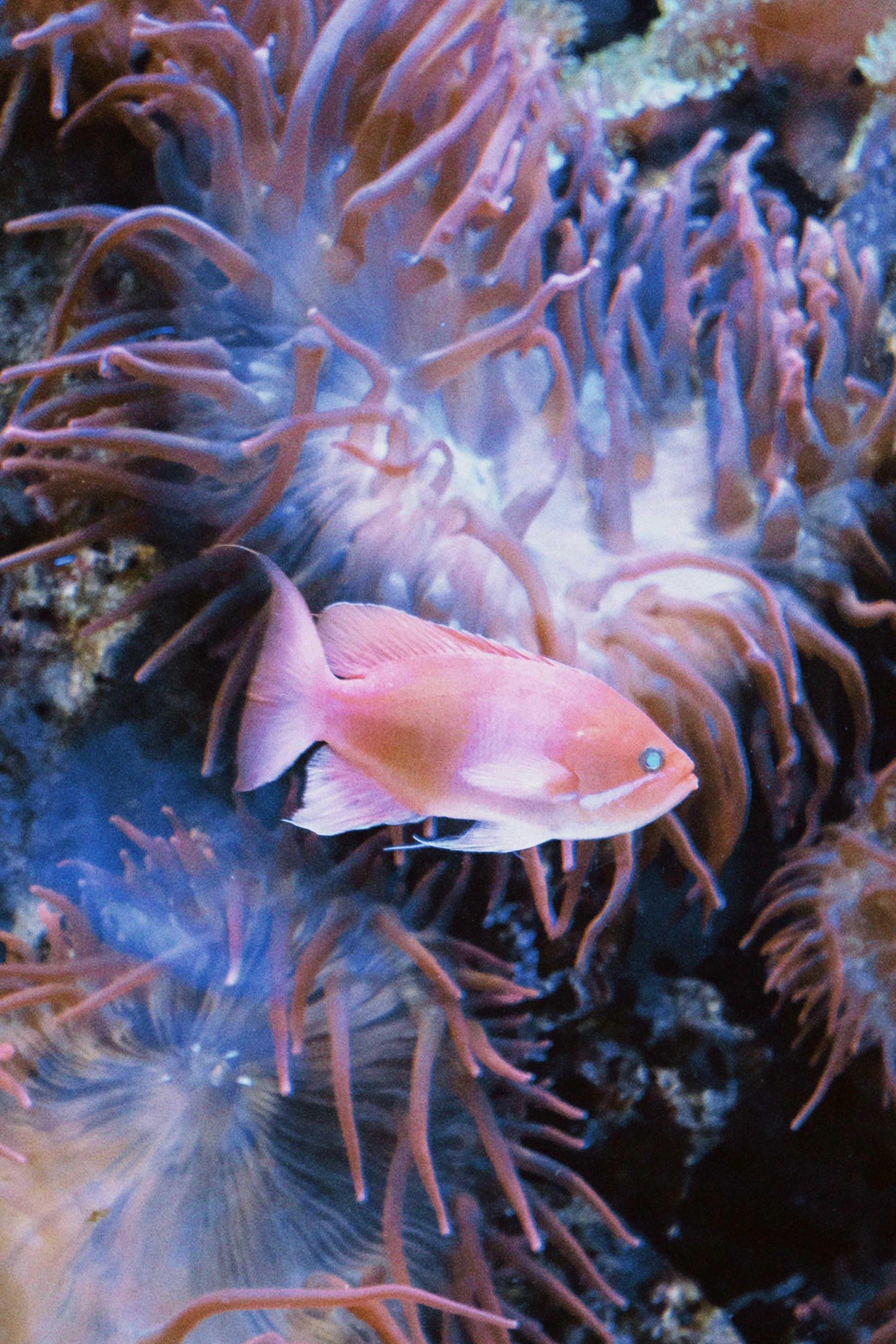 Калининград. Татьян гертье