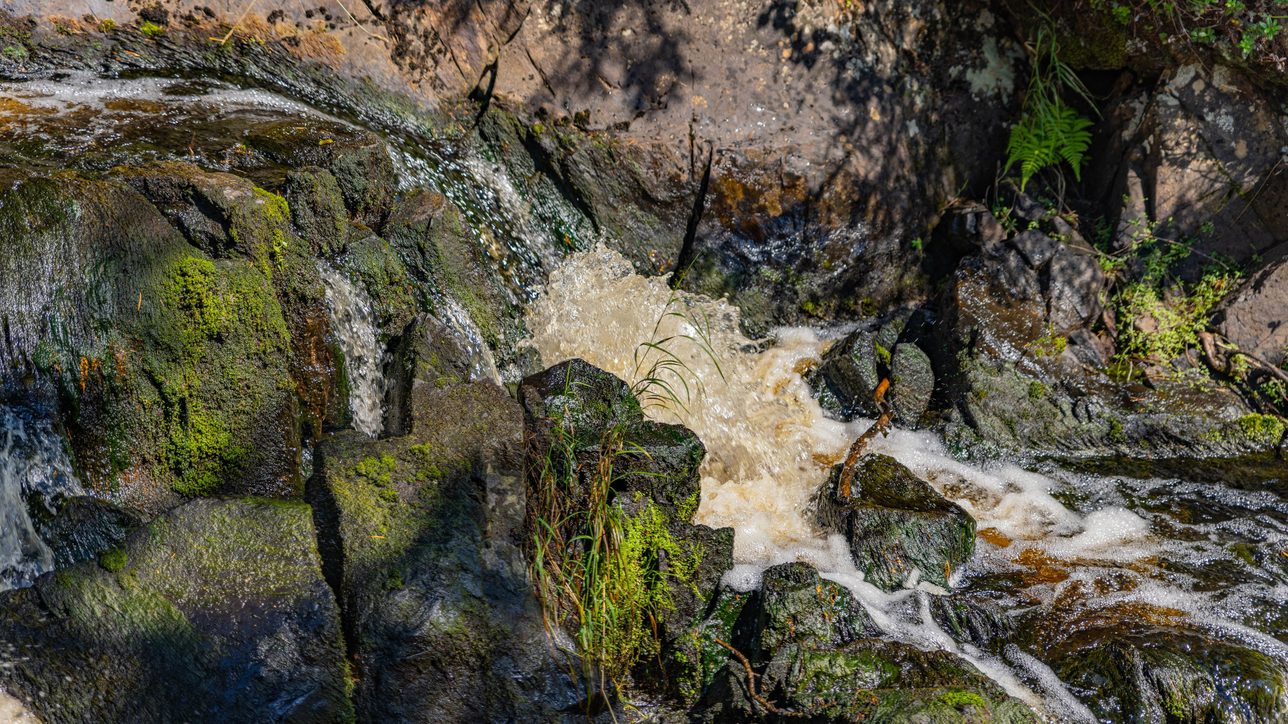 2025 07 Выборг — Сортавала — Великий Новгород — Псков. Фотографии