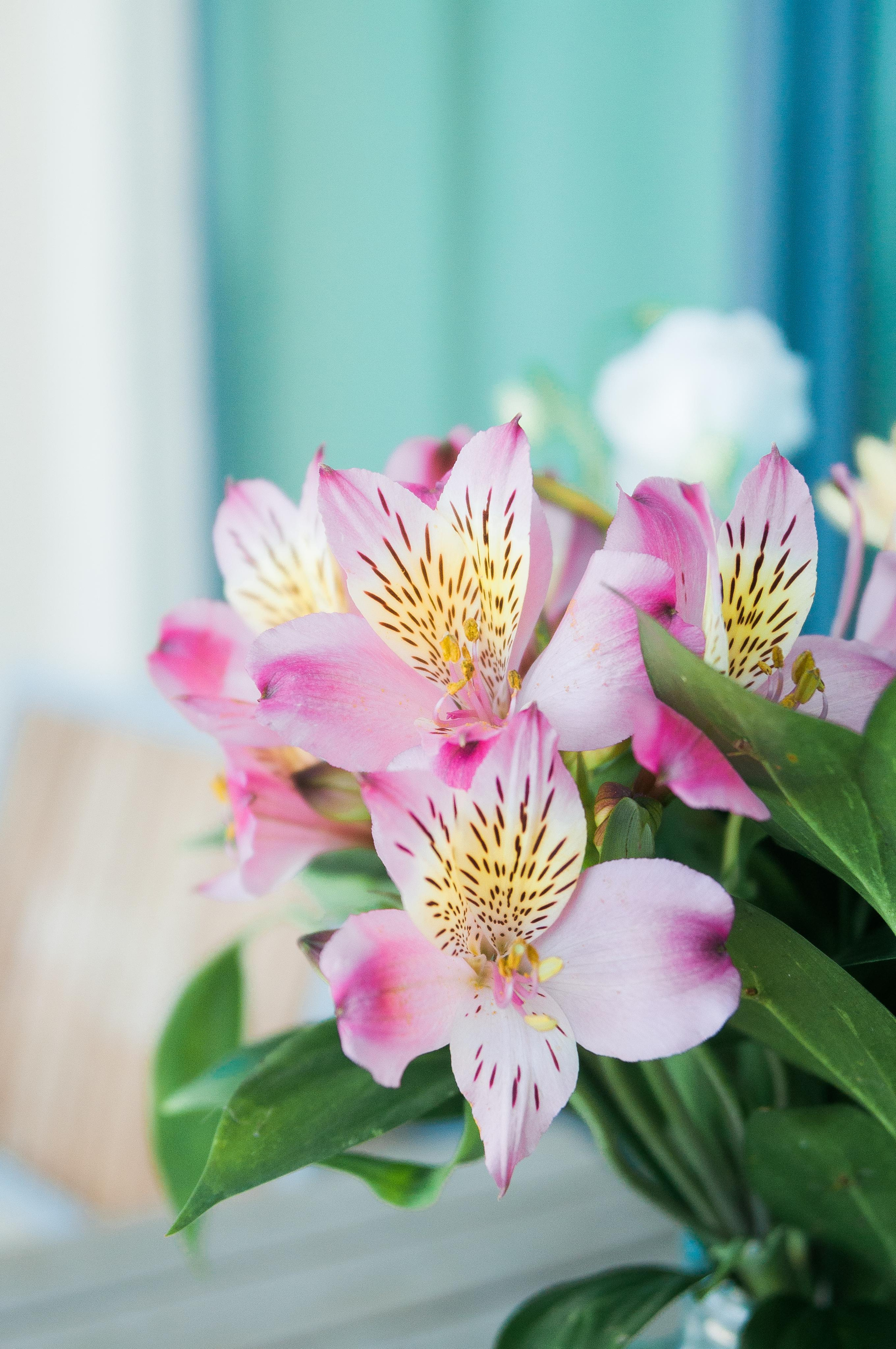 Свадебная прогулка Андрея и Екатерины. Фотограф в Сочи и Абхазии | Фототуры | September Air