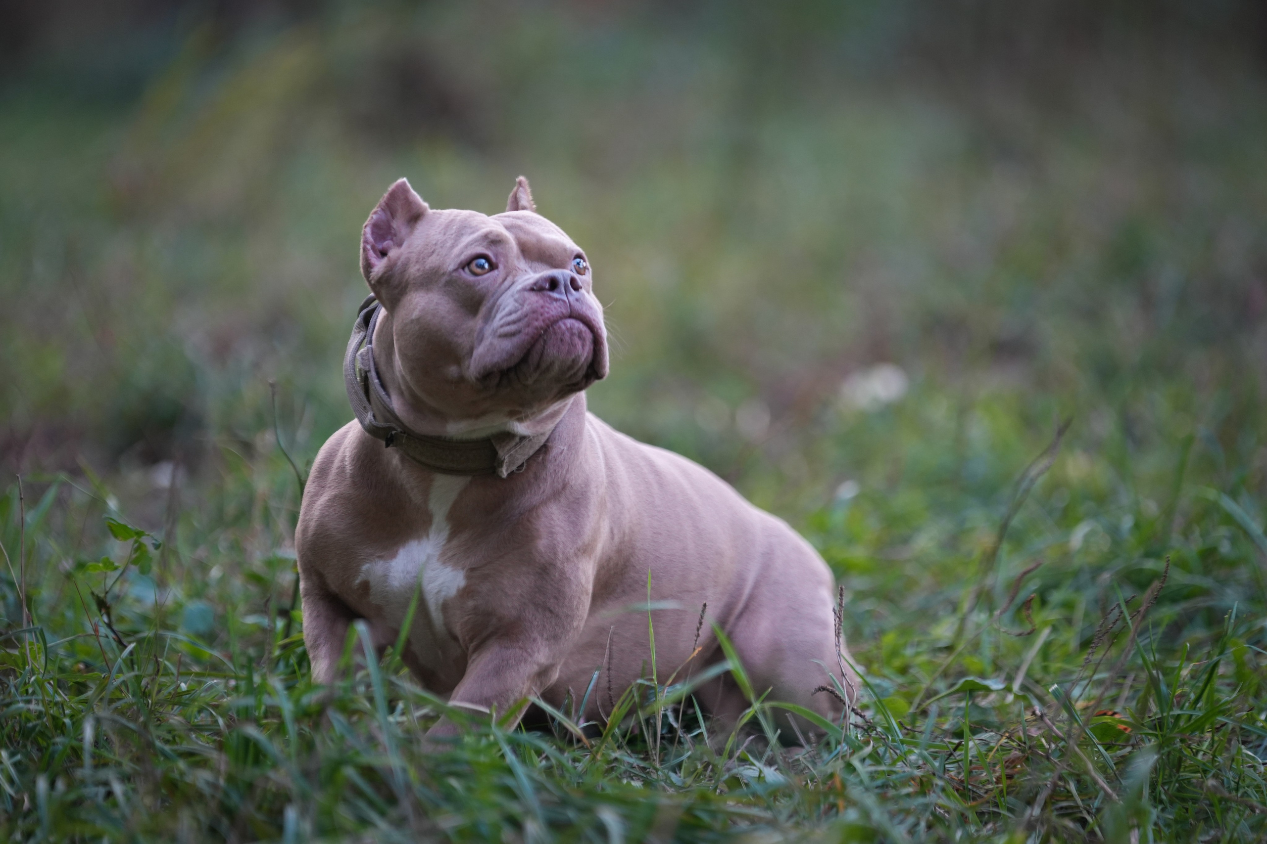 АмБулли Адель. Фотограф-анималист Асадова