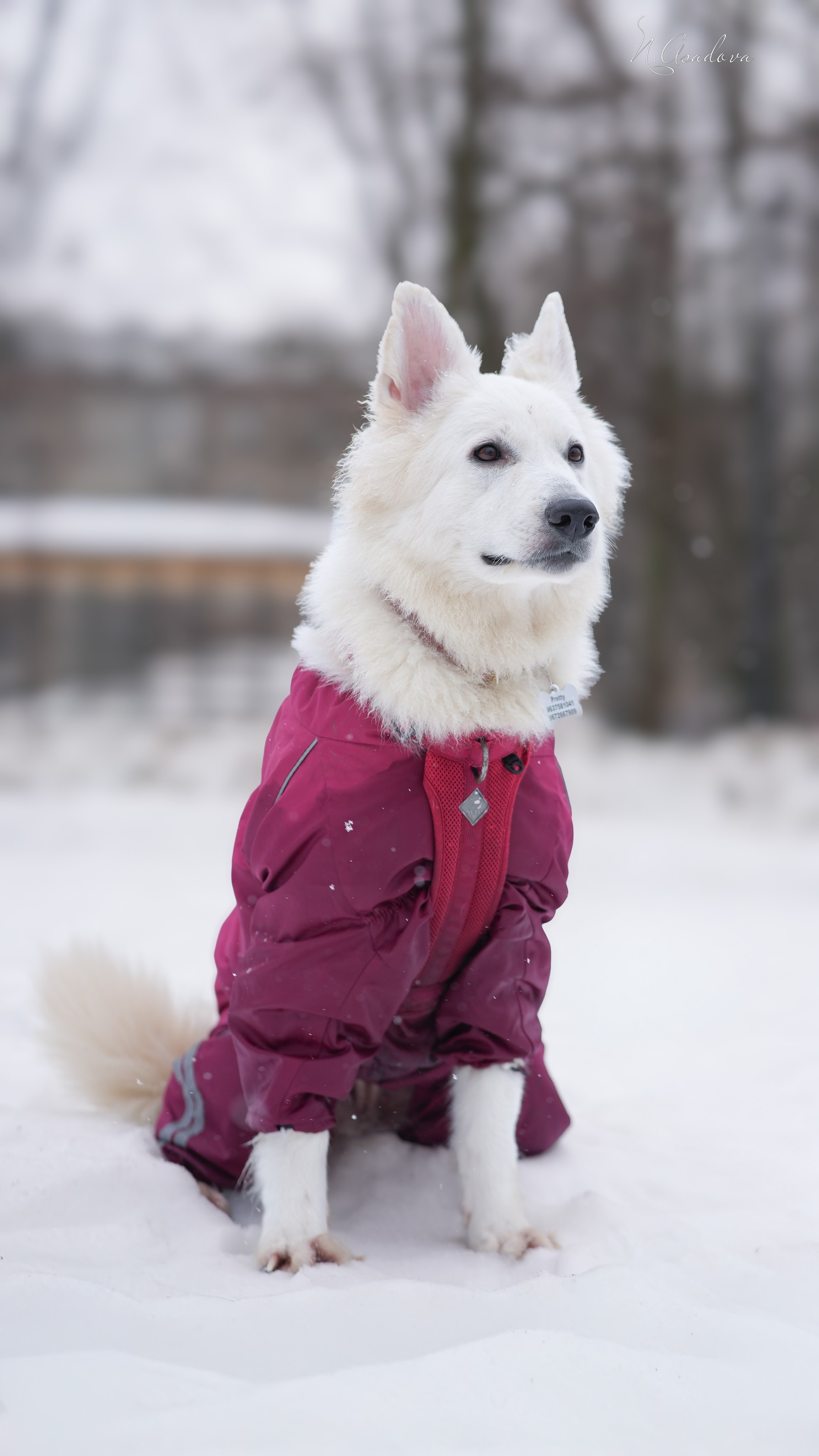 БШО Прити. Фотограф-анималист Асадова