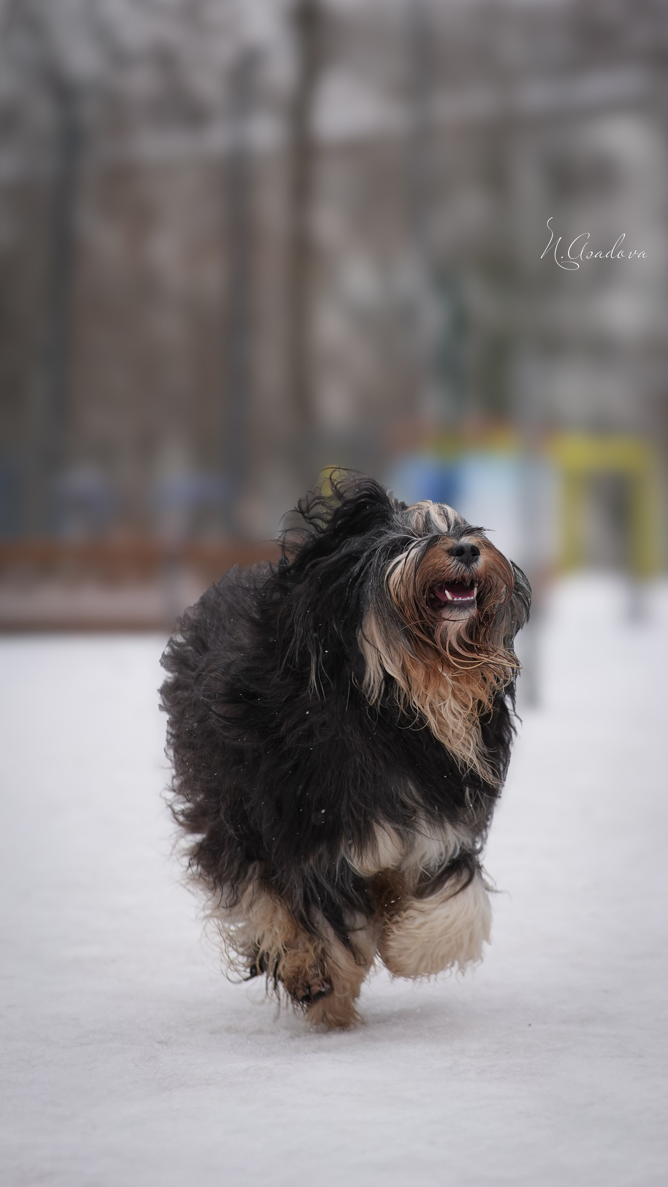 Тибетский терьер Кики. Фотограф-анималист Асадова