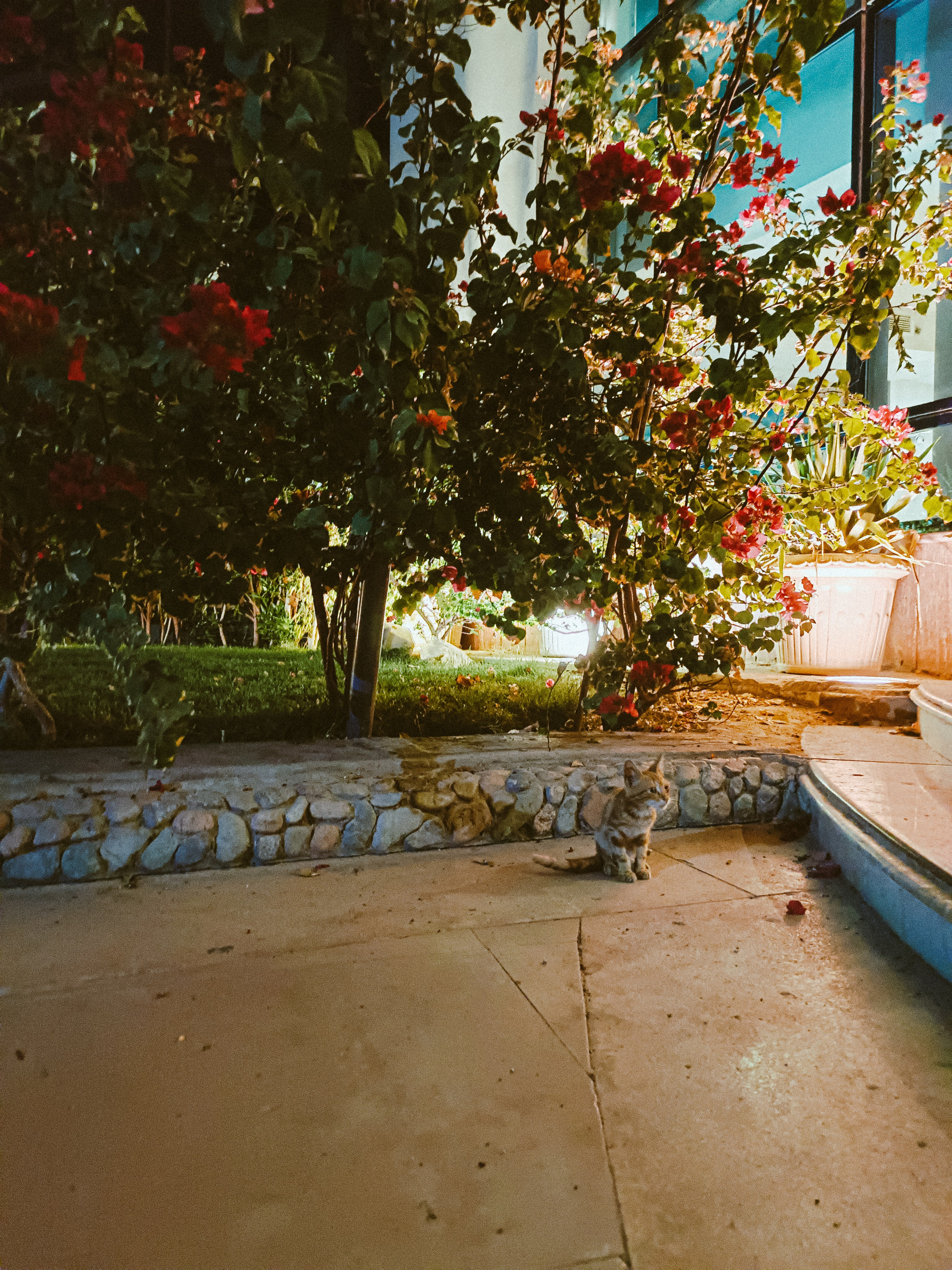 Мобильная. Jorgis — фотограф в Хургаде / обучение фотографии