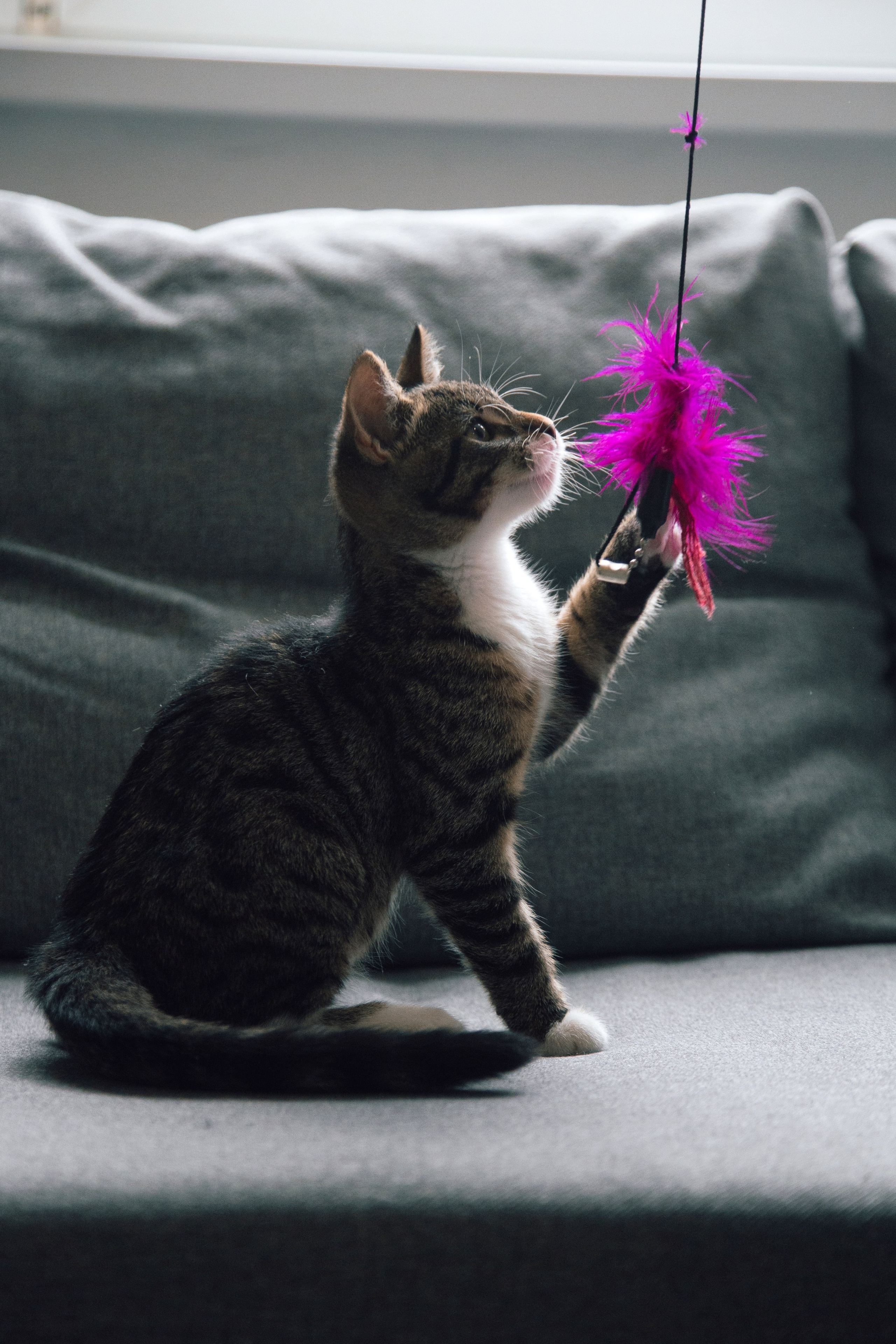 Съемка животных. Фотограф-режиссёр Майя | Москва