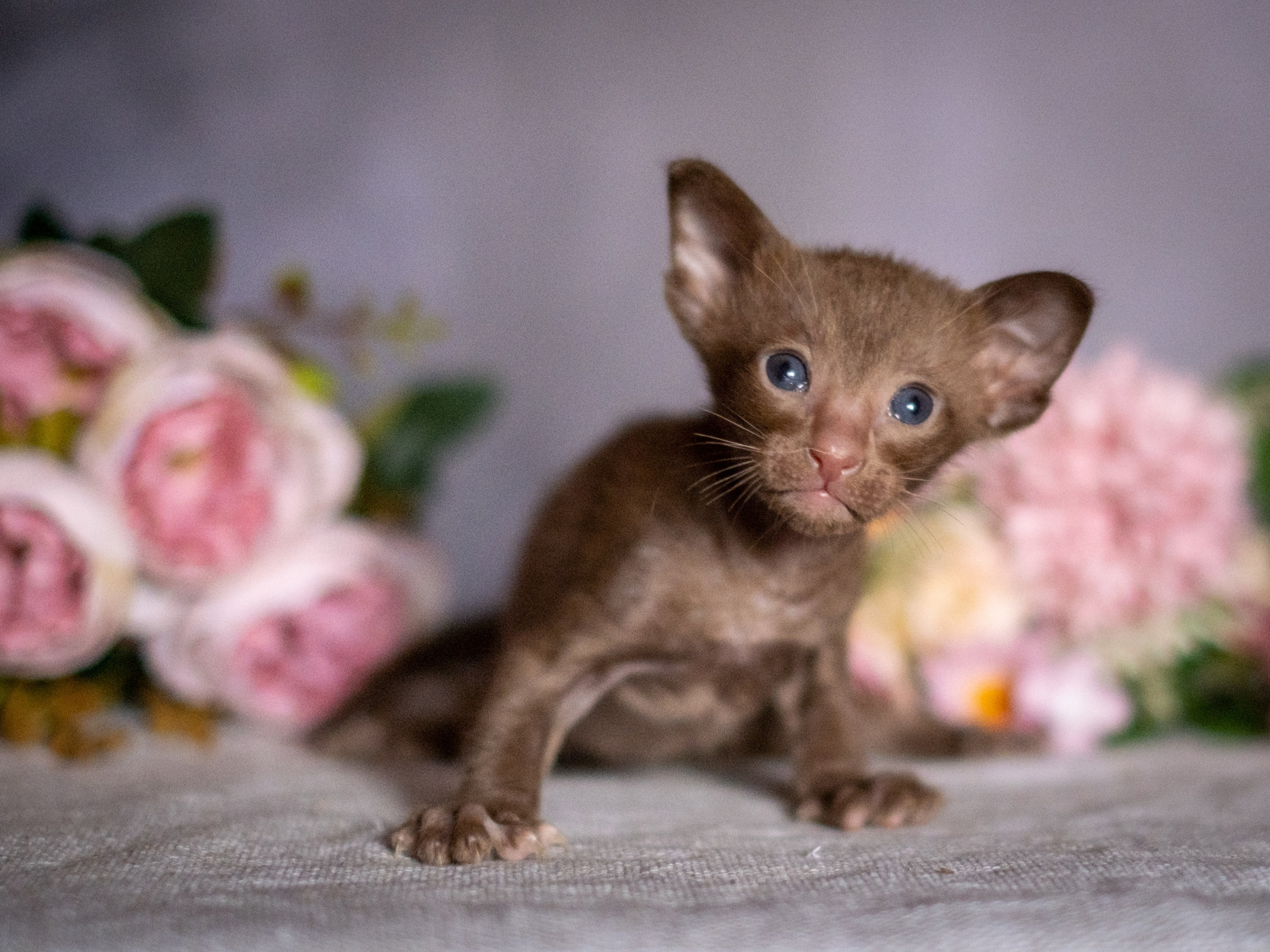 Веселая компания для Аллы) французы флаффи, пудели, ориенталы. Зоофотограф, фотограф животных в Москве и области Дина Дамоцева