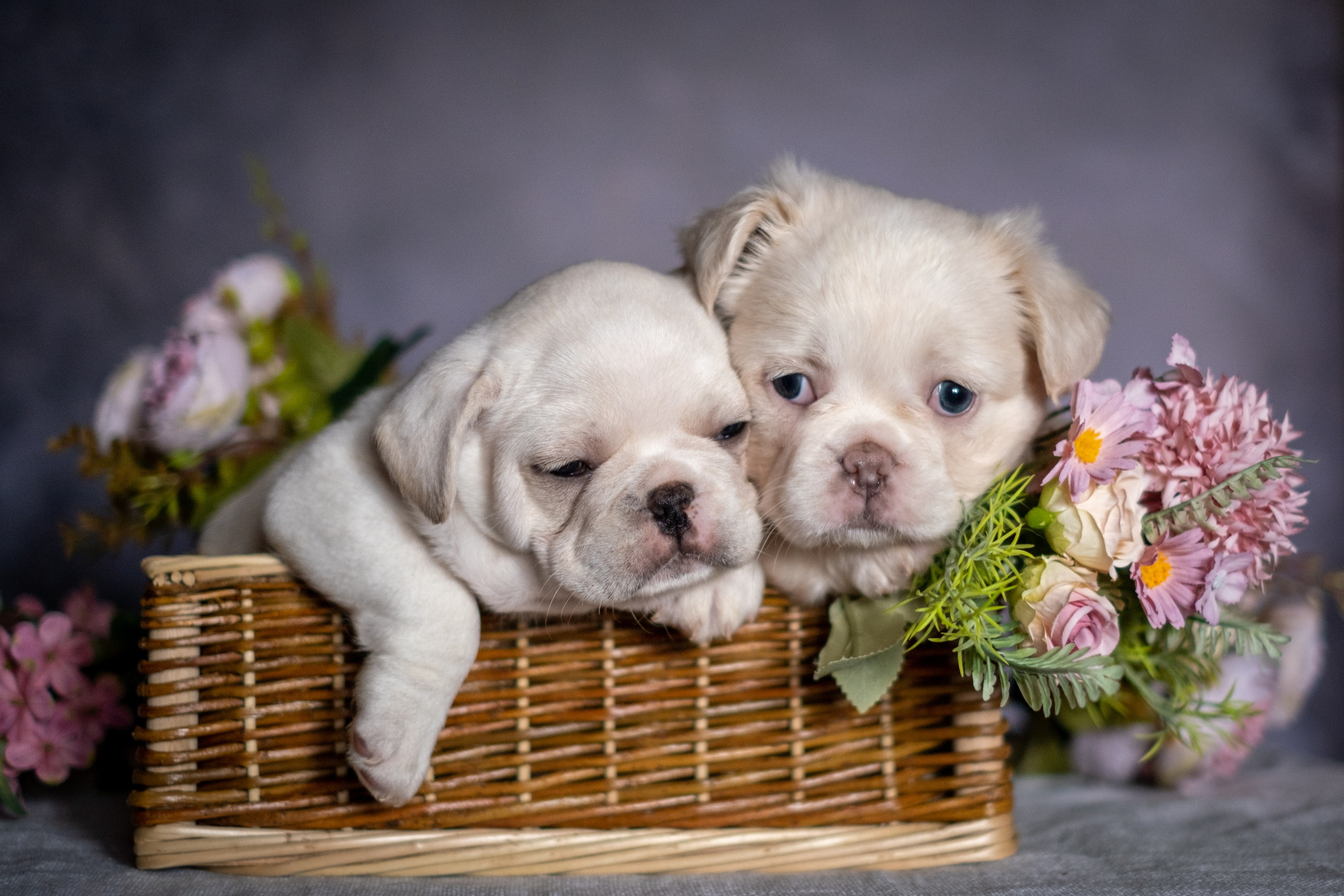 Веселая компания для Аллы) французы флаффи, пудели, ориенталы