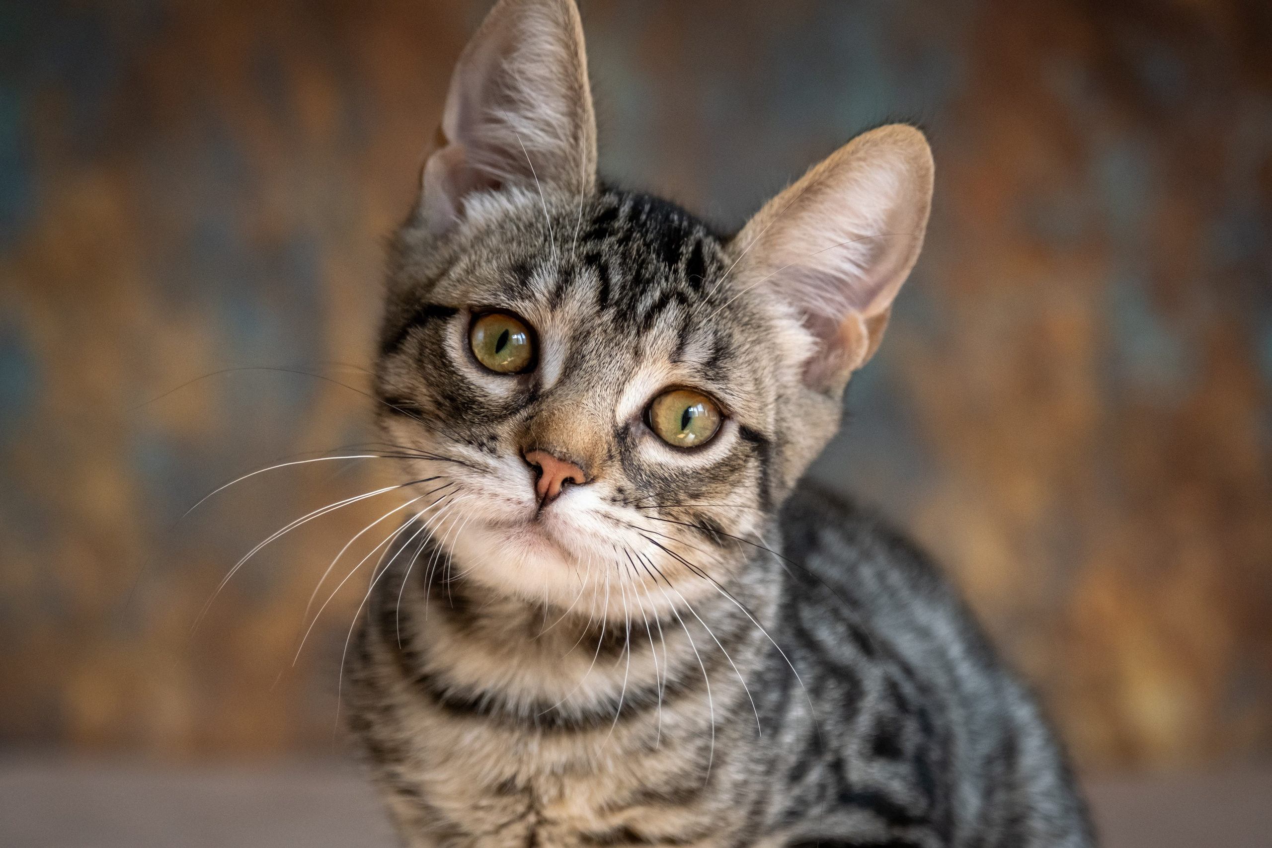 Котята для Дианы. Зоофотограф, фотограф животных в Москве и области Дина Дамоцева